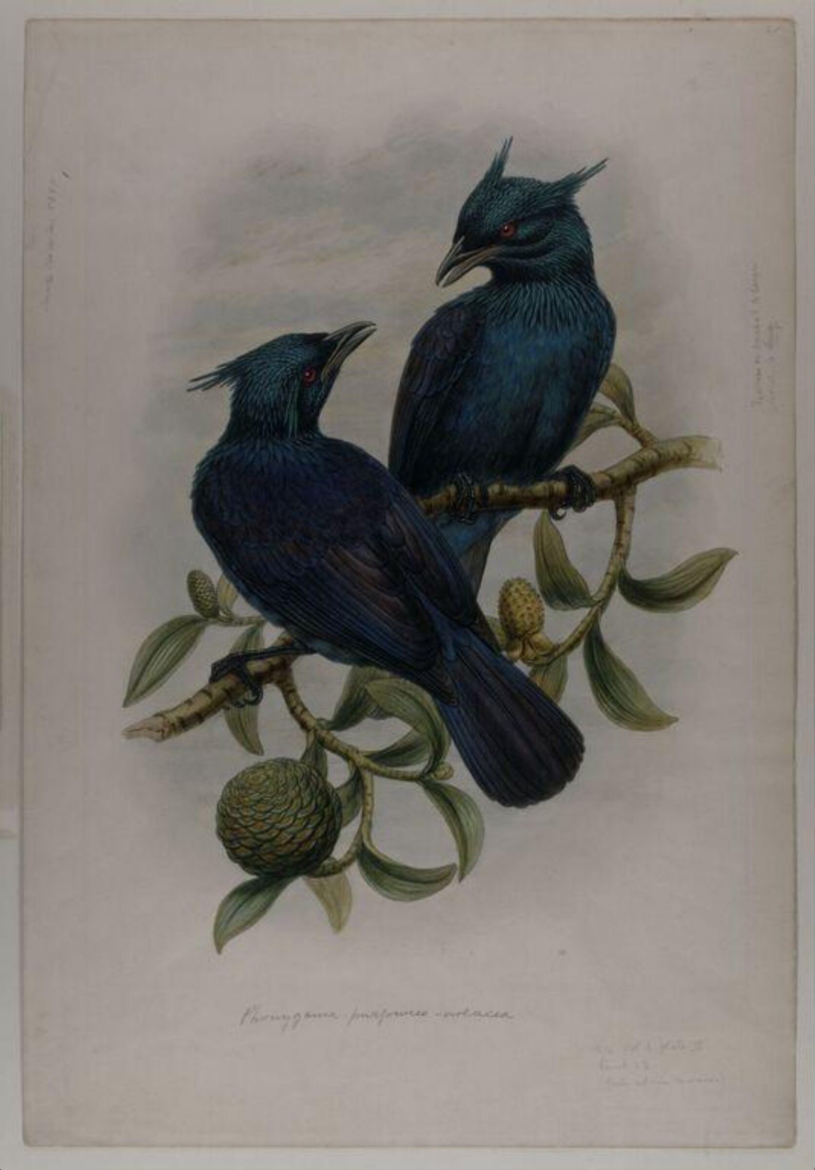 The purple and violet Manucode (Phonygama purpureo-violacea), William Hart, 1870s