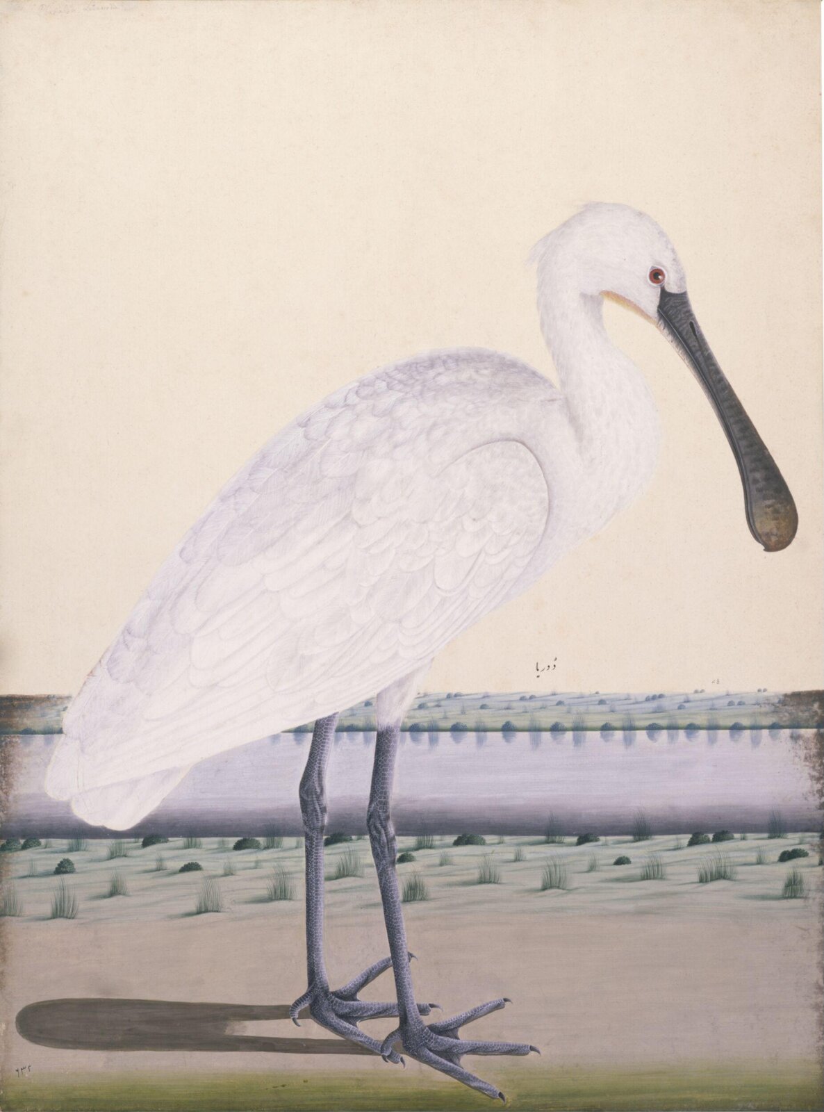 Spoonbill (Platalea Leucorodia), ca. 1780