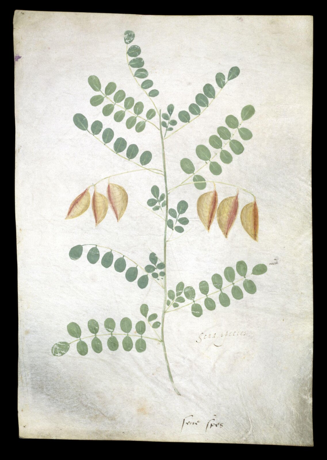 drawing, c.1475-1525