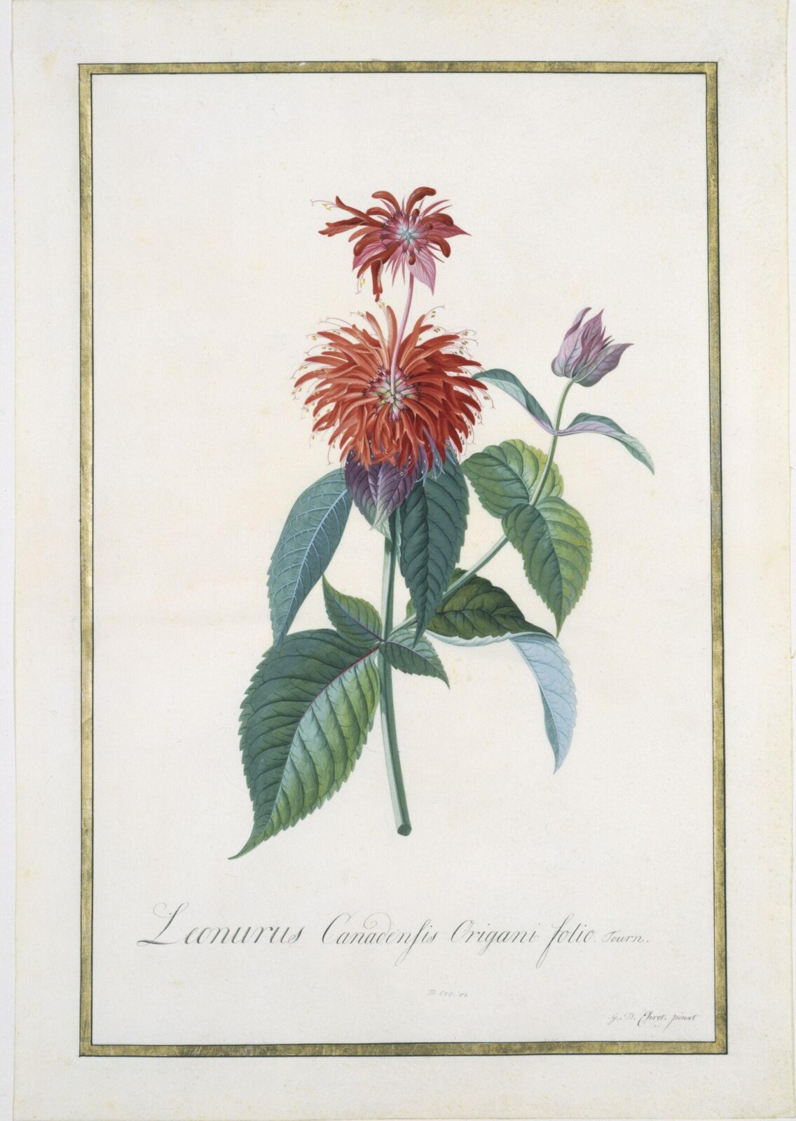 Oswego Tea-plant, Georg Dionysus Ehret, about 1740