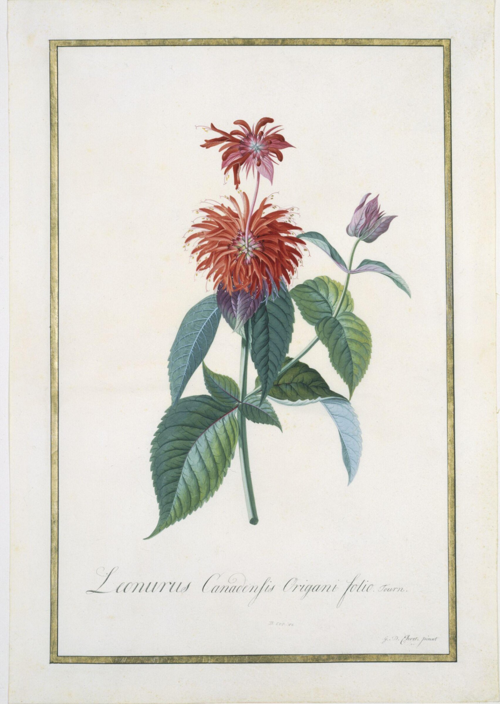 Oswego Tea-plant, Georg Dionysus Ehret, about 1740