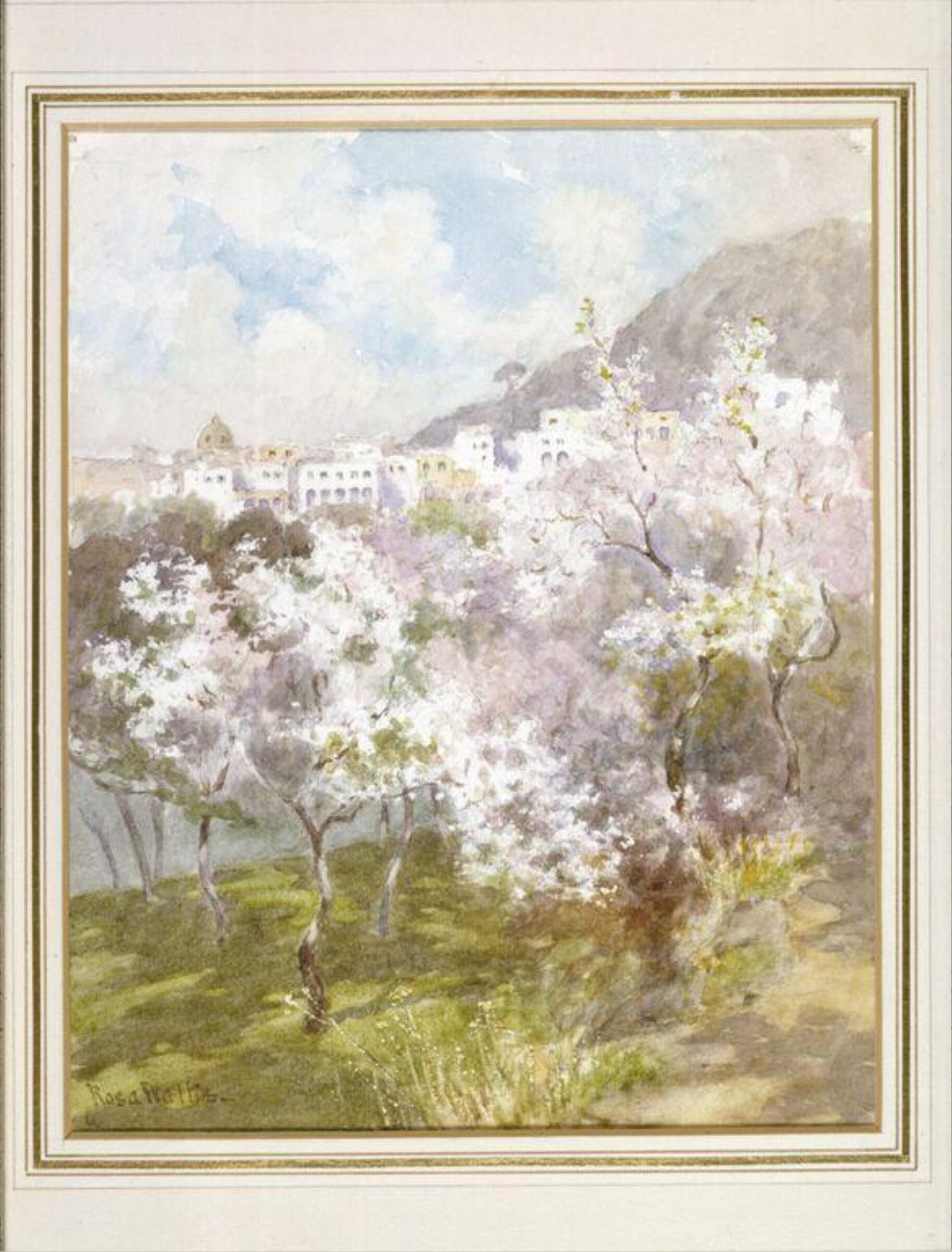 White Almond Blossom, Capri, Rosa Wallis, ca. 1880-1930