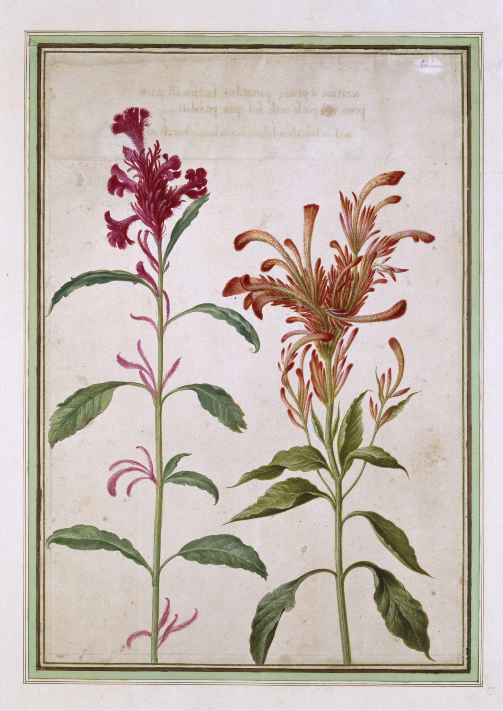 Watercolour, Johann Jakob Walther, 1654