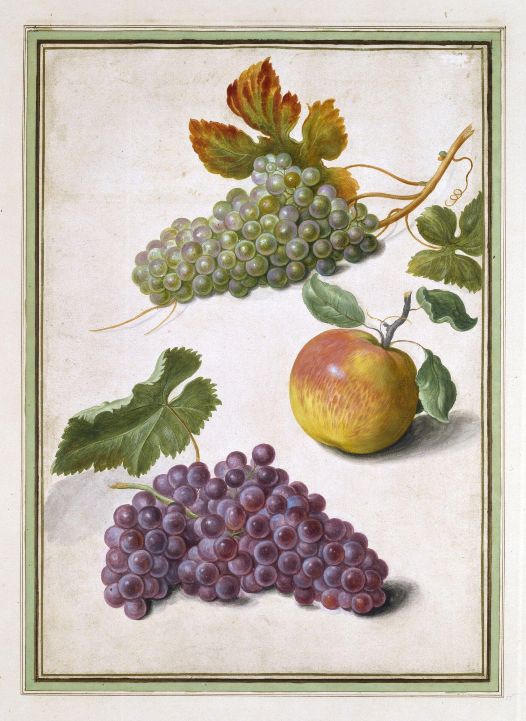 Watercolour, Johann Jakob Walther, 1654