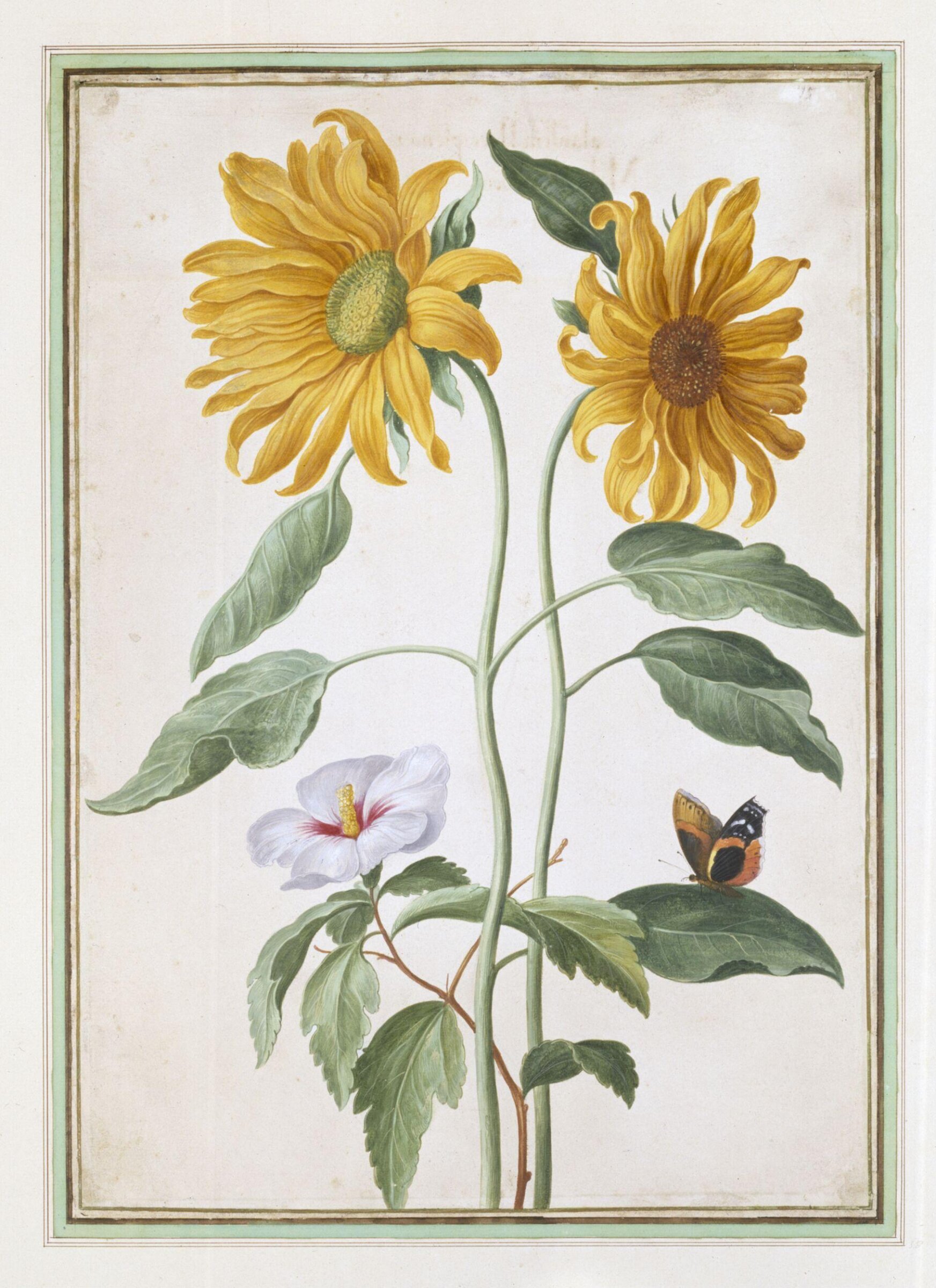 Watercolour, Johann Jakob Walther, 1654