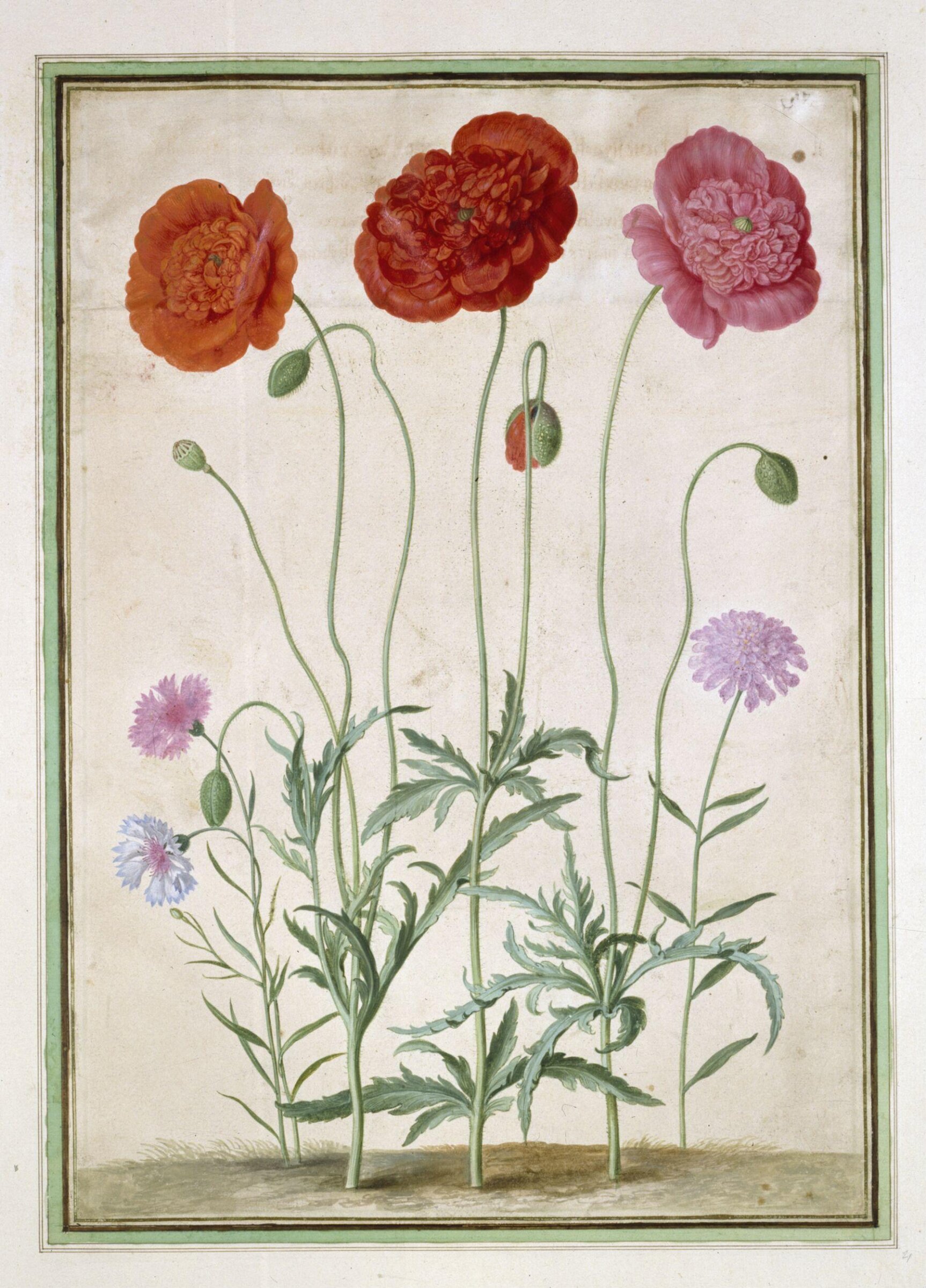 Watercolour, Johann Jakob Walther, 1654