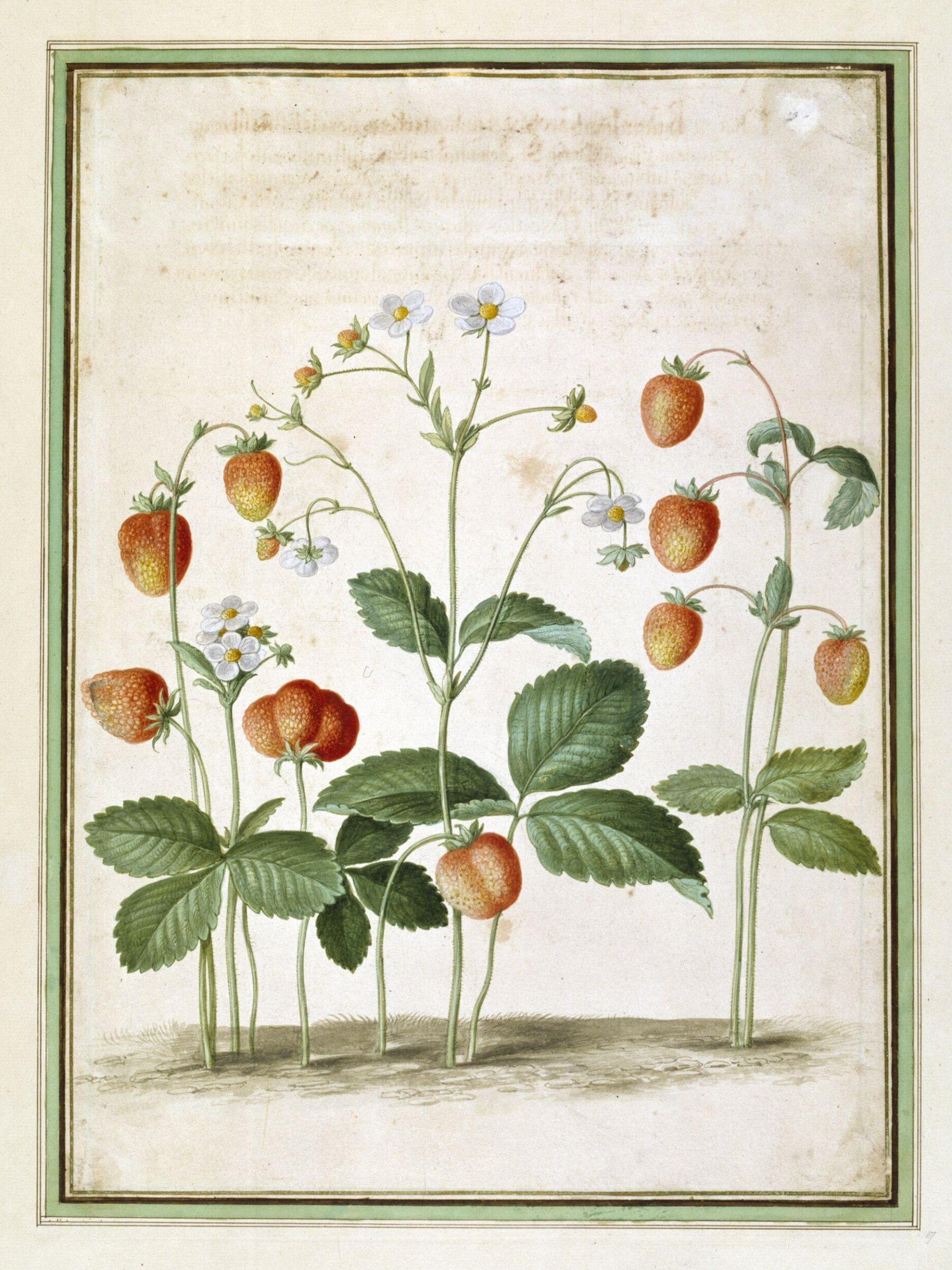 Watercolour, Johann Jakob Walther, 1654