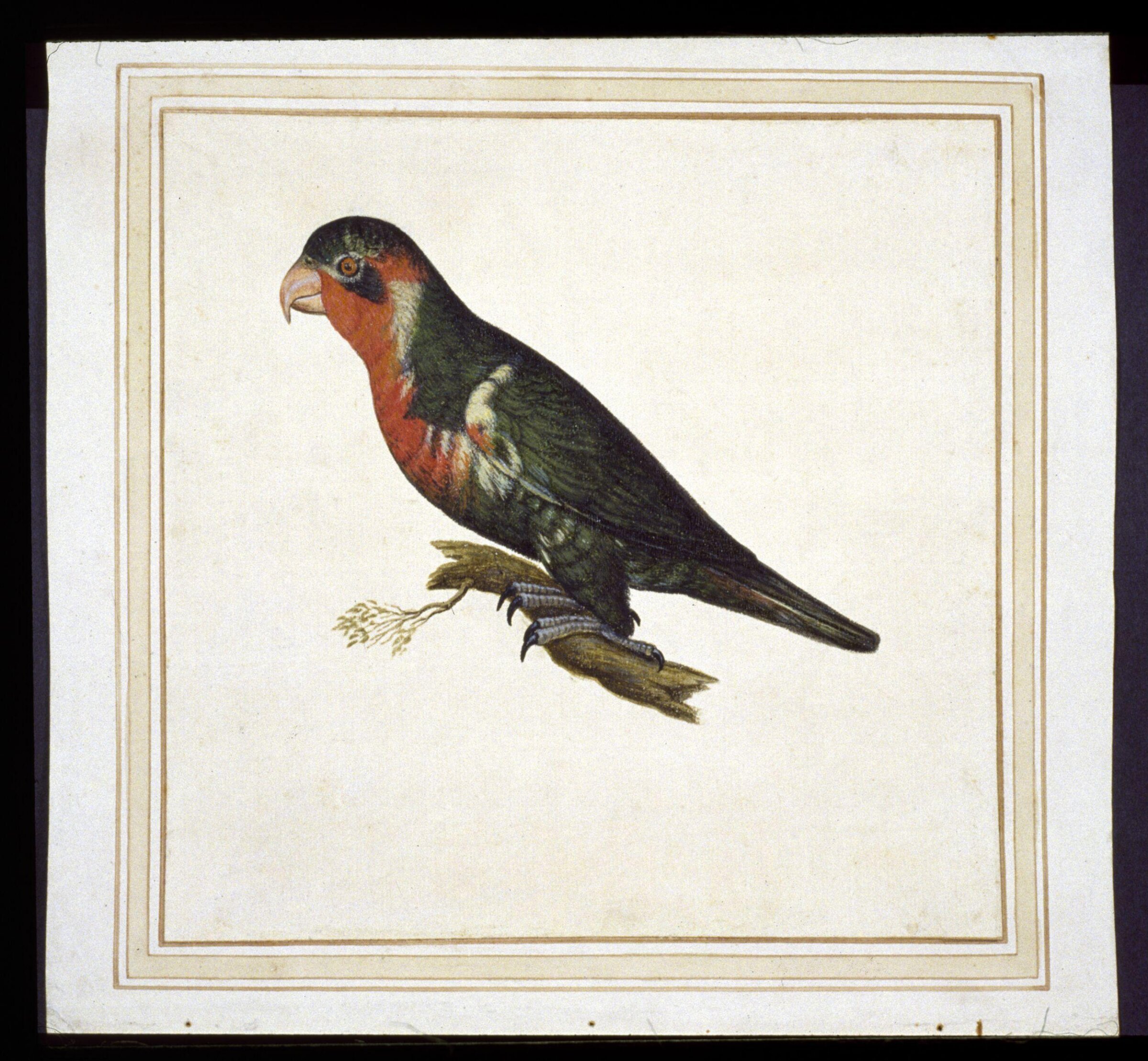 Possibly ornate lorikeet, Tricholglossus ornatus, Vincenzo Leonardi, early 17th century