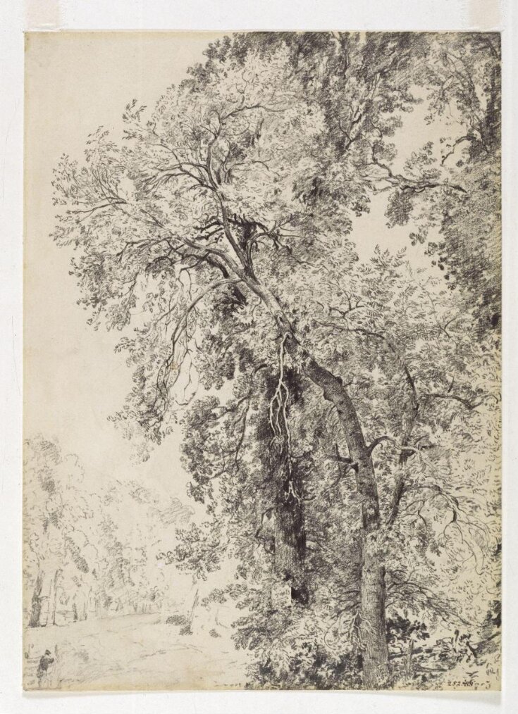 Study of ash trees Constable, John (RA) V&A Explore The Collections