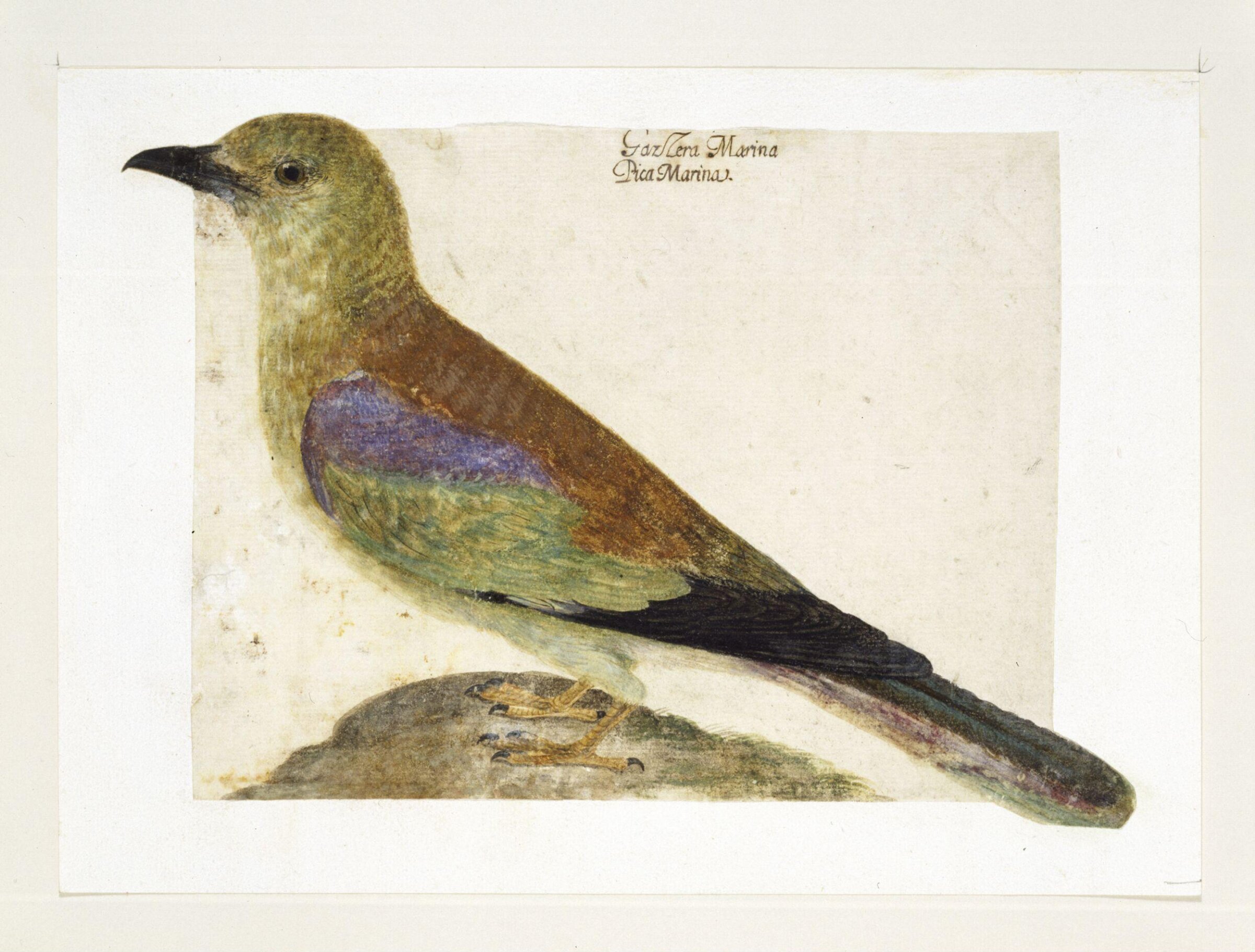 European Roller (Coracias garrulus), Vincenzo Leonardi, early to mid 17th century