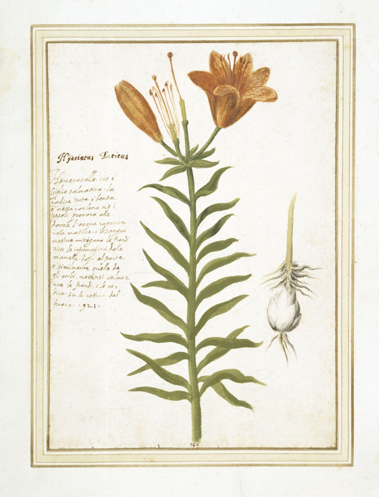 Day Lily, 1600-1700