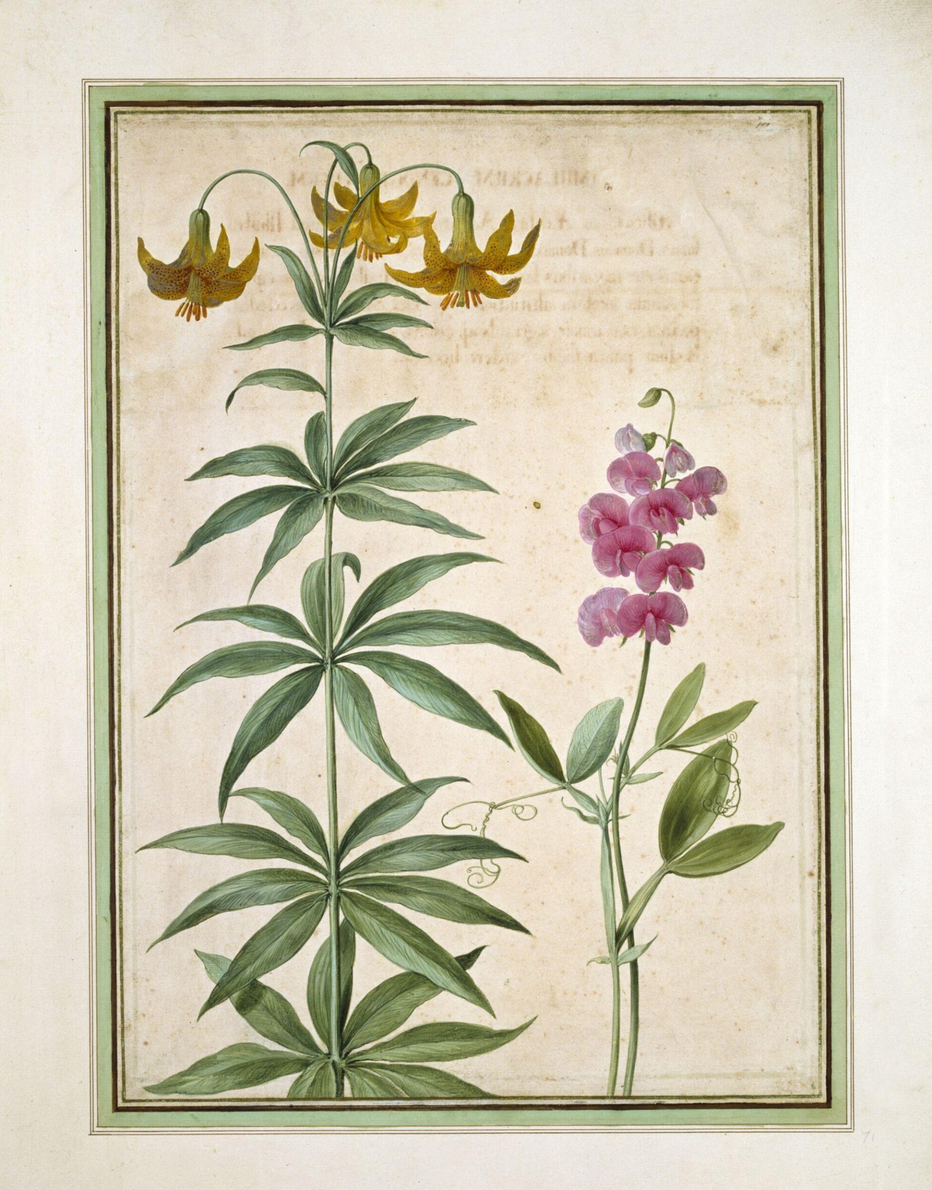Watercolour, Johann Jakob Walther