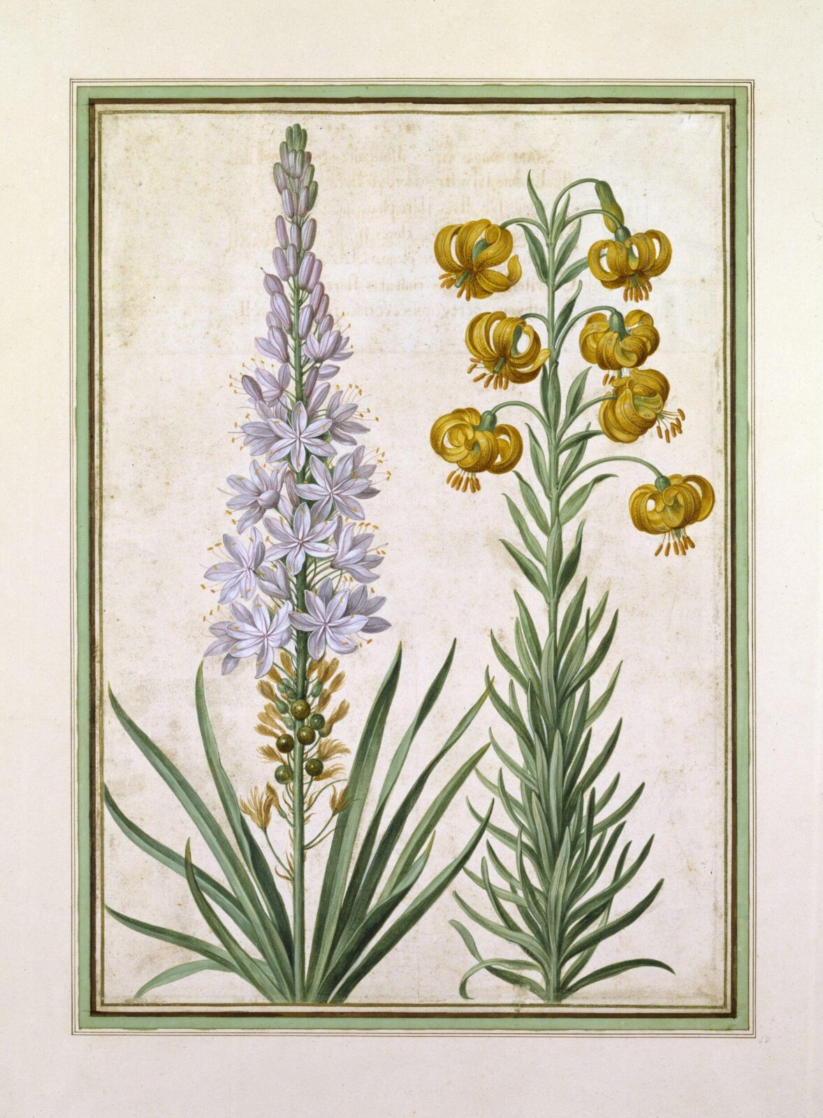 Watercolour, Johann Jakob Walther