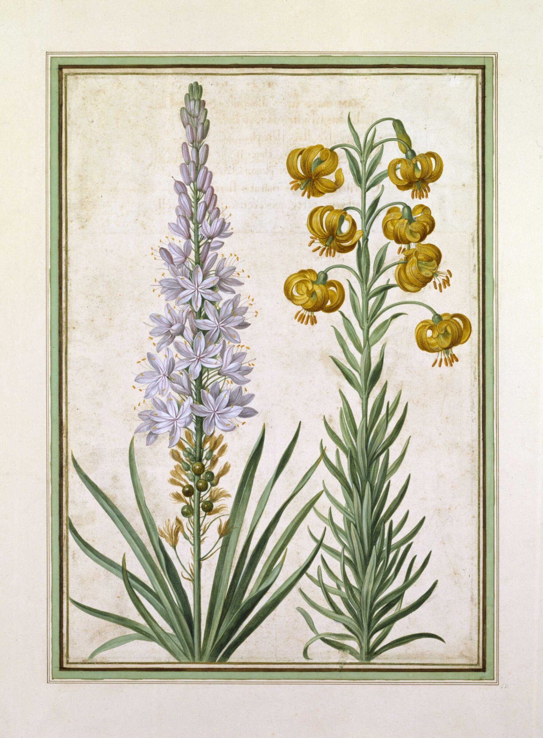 Watercolour, Johann Jakob Walther
