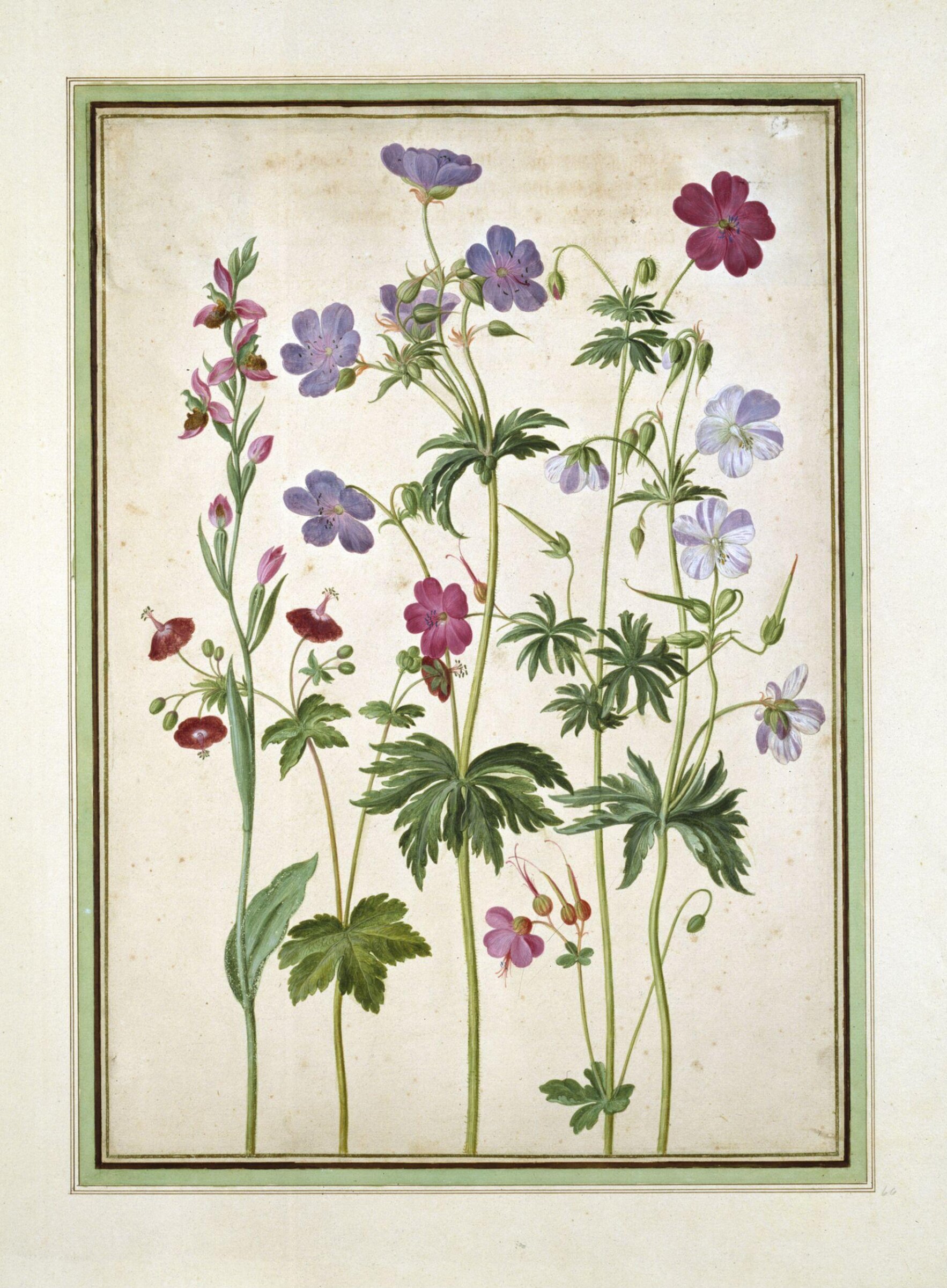 Watercolour, Johann Jakob Walther