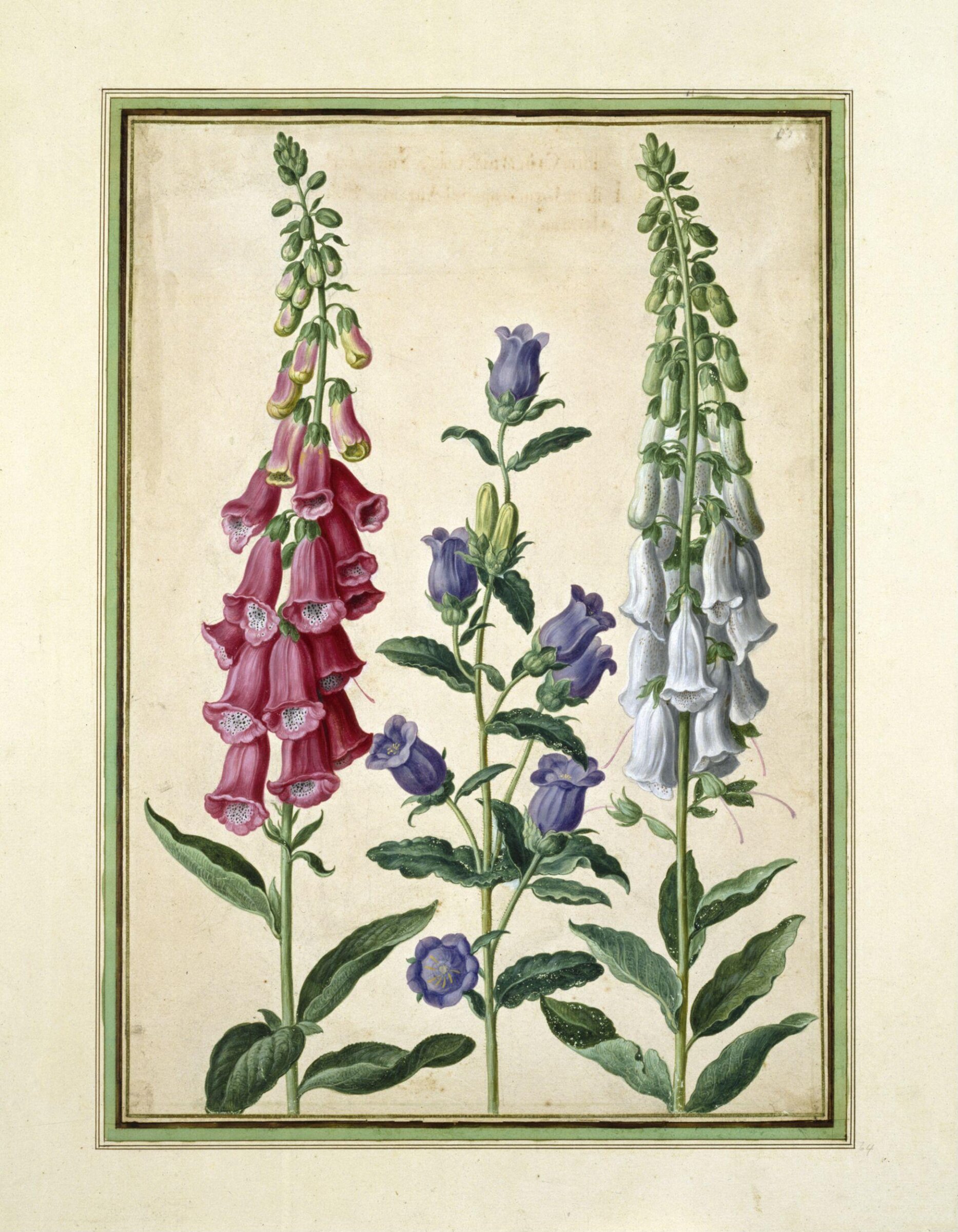 Watercolour, Johann Jakob Walther