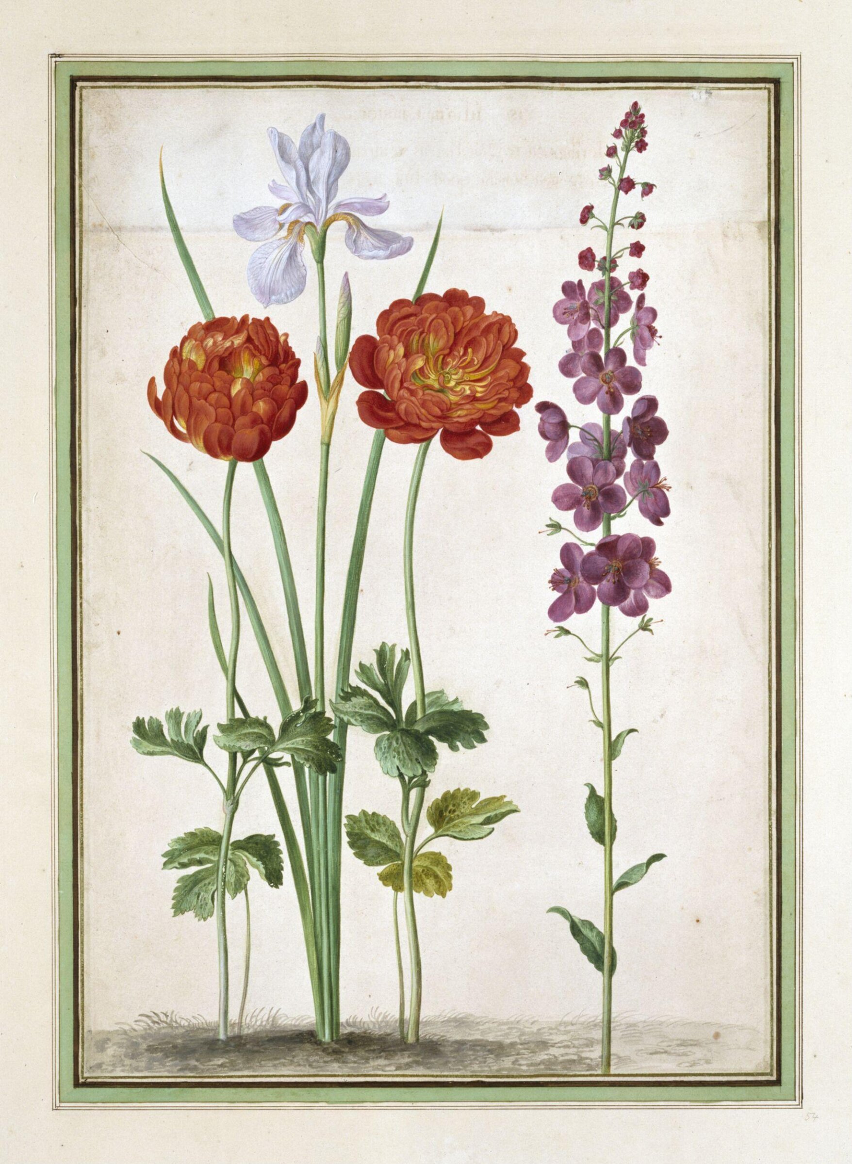 Watercolour, Johann Jakob Walther