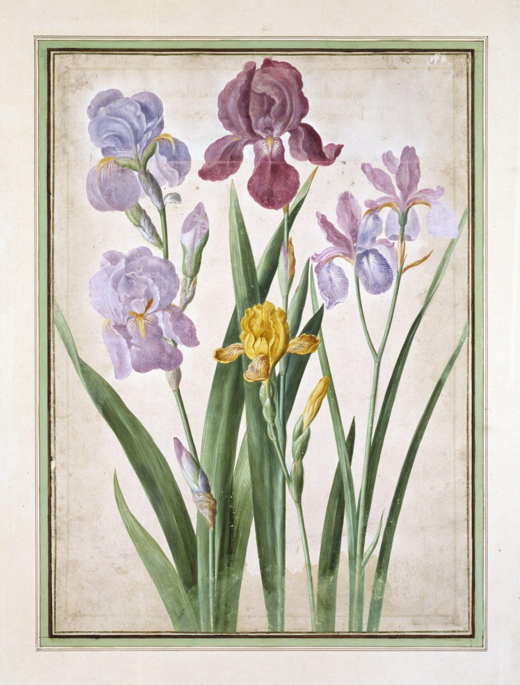 Watercolour, Johann Jakob Walther