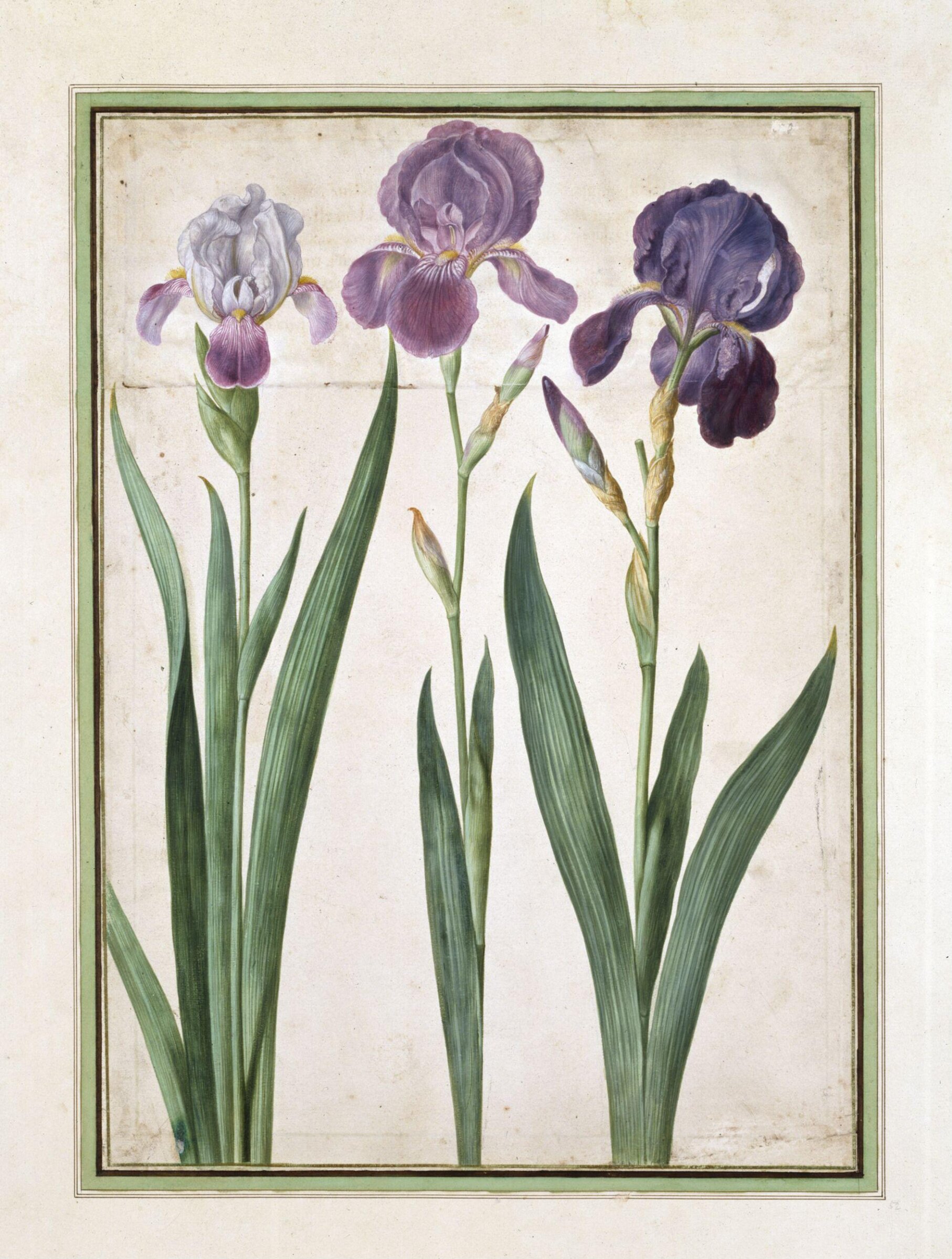Watercolour, Johann Jakob Walther