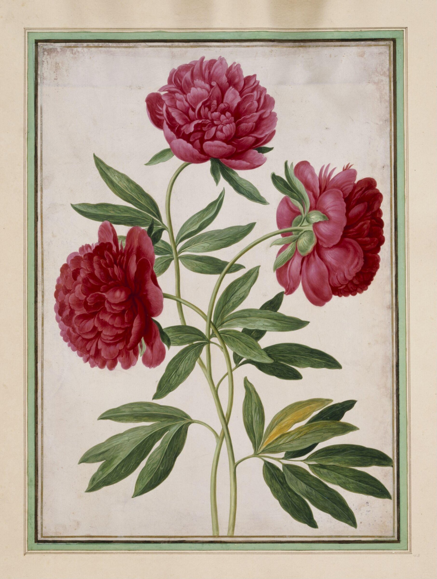 Paeonies (Paeonia officinalis), Johann Jakob Walther, ca 1650-70