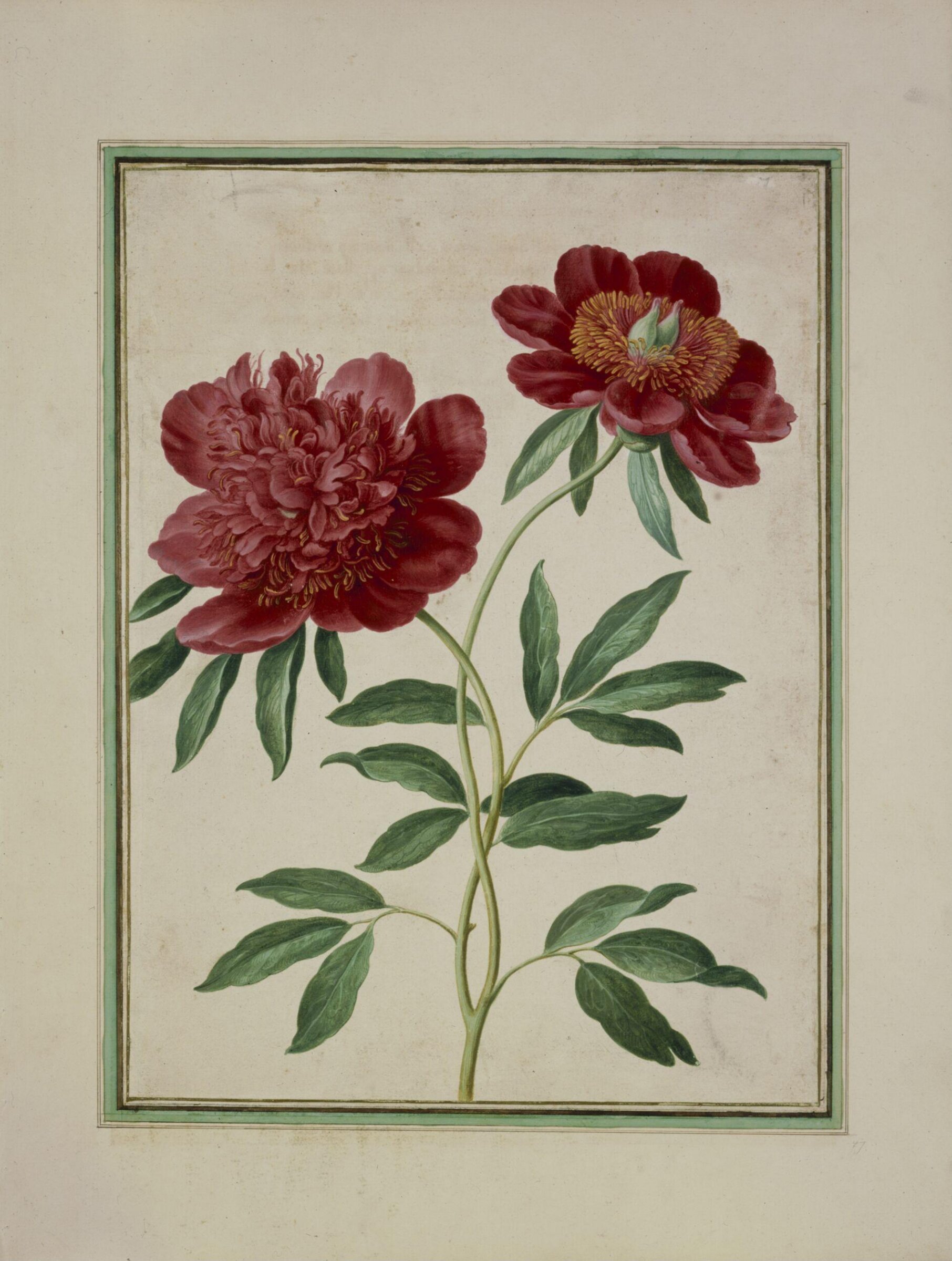 Watercolour, Johann Jakob Walther