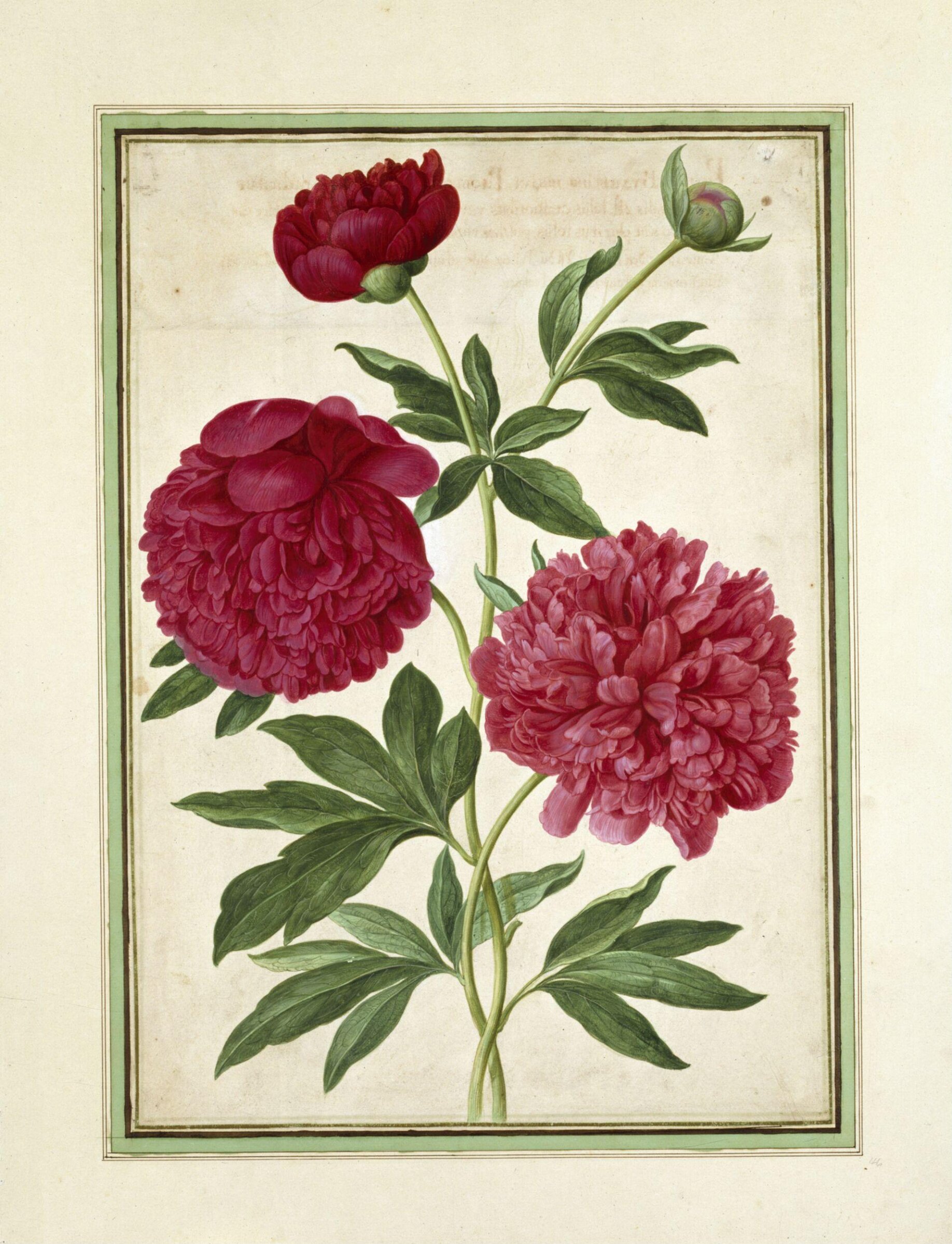 Watercolour, Johann Jakob Walther