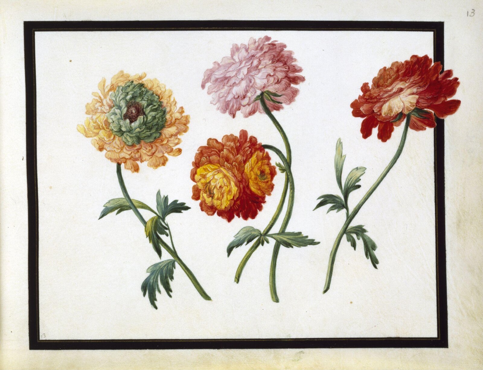 Watercolour drawing, Claude Aubriet, c.1690