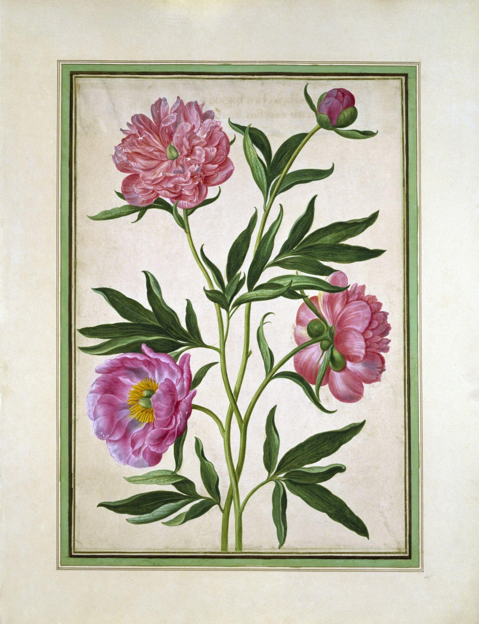 Watercolour, Johann Jakob Walther