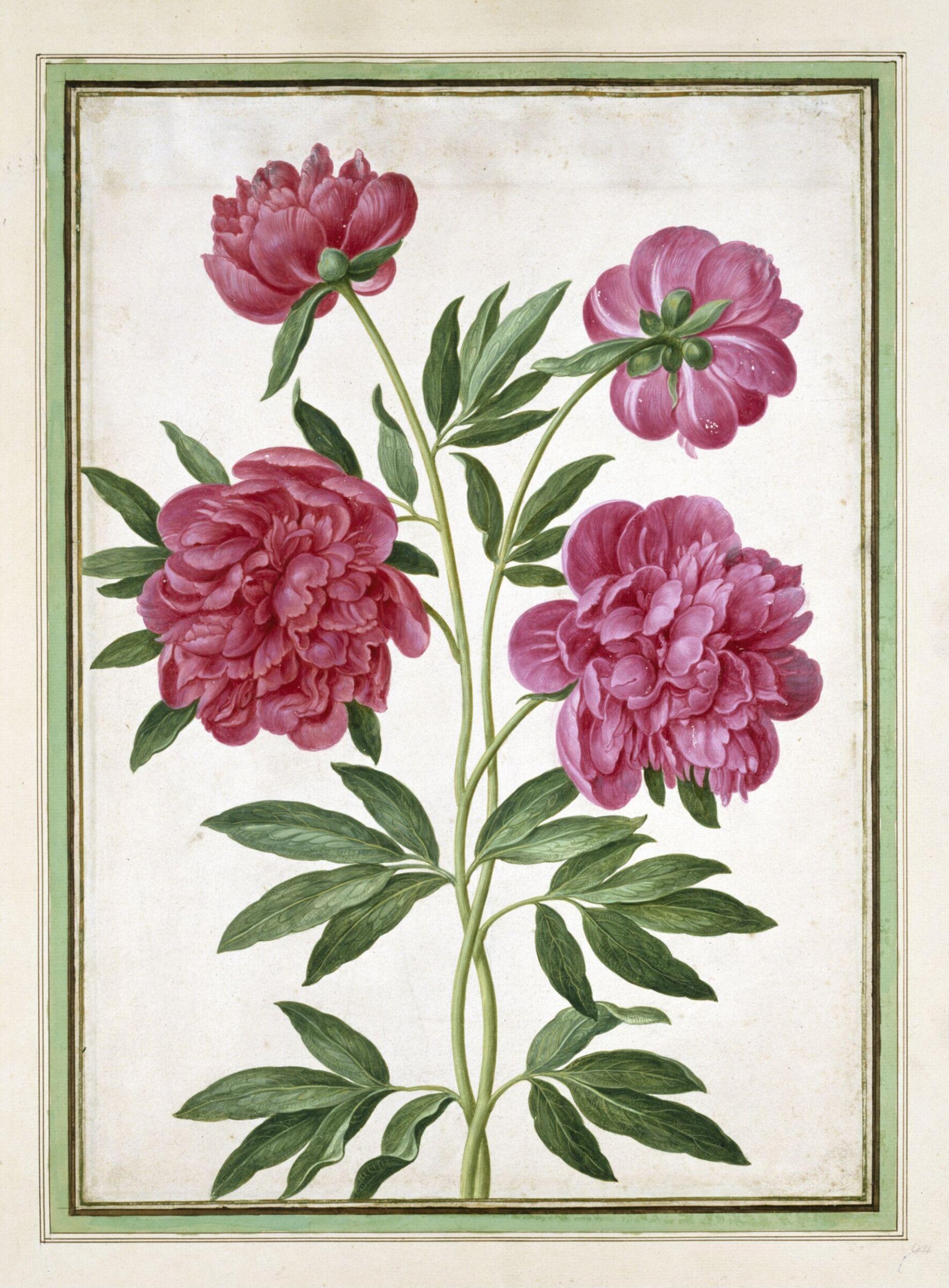 Watercolour, Johann Jakob Walther