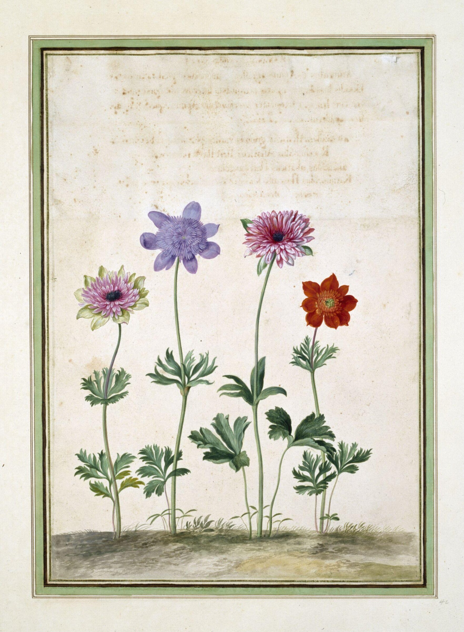 Watercolour, Johann Jakob Walther