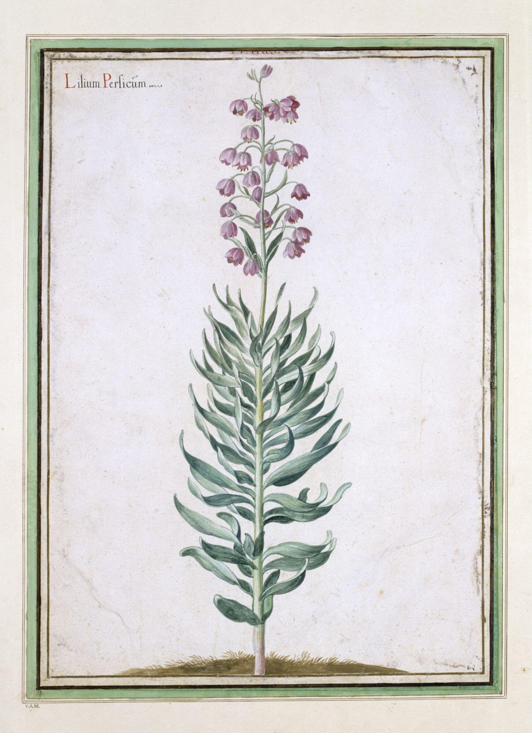 Watercolour, Johann Jakob Walther