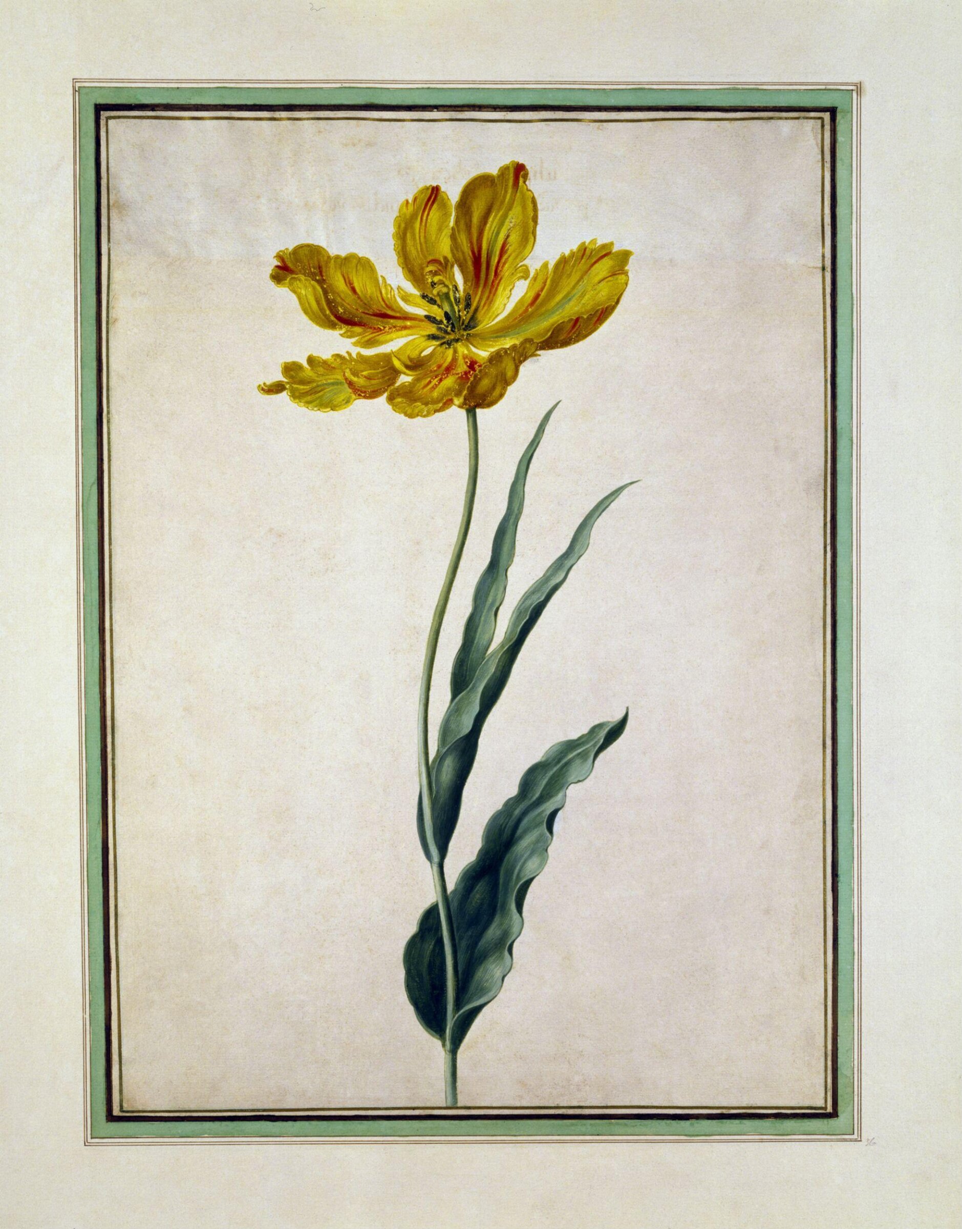 Watercolour, Johann Jakob Walther