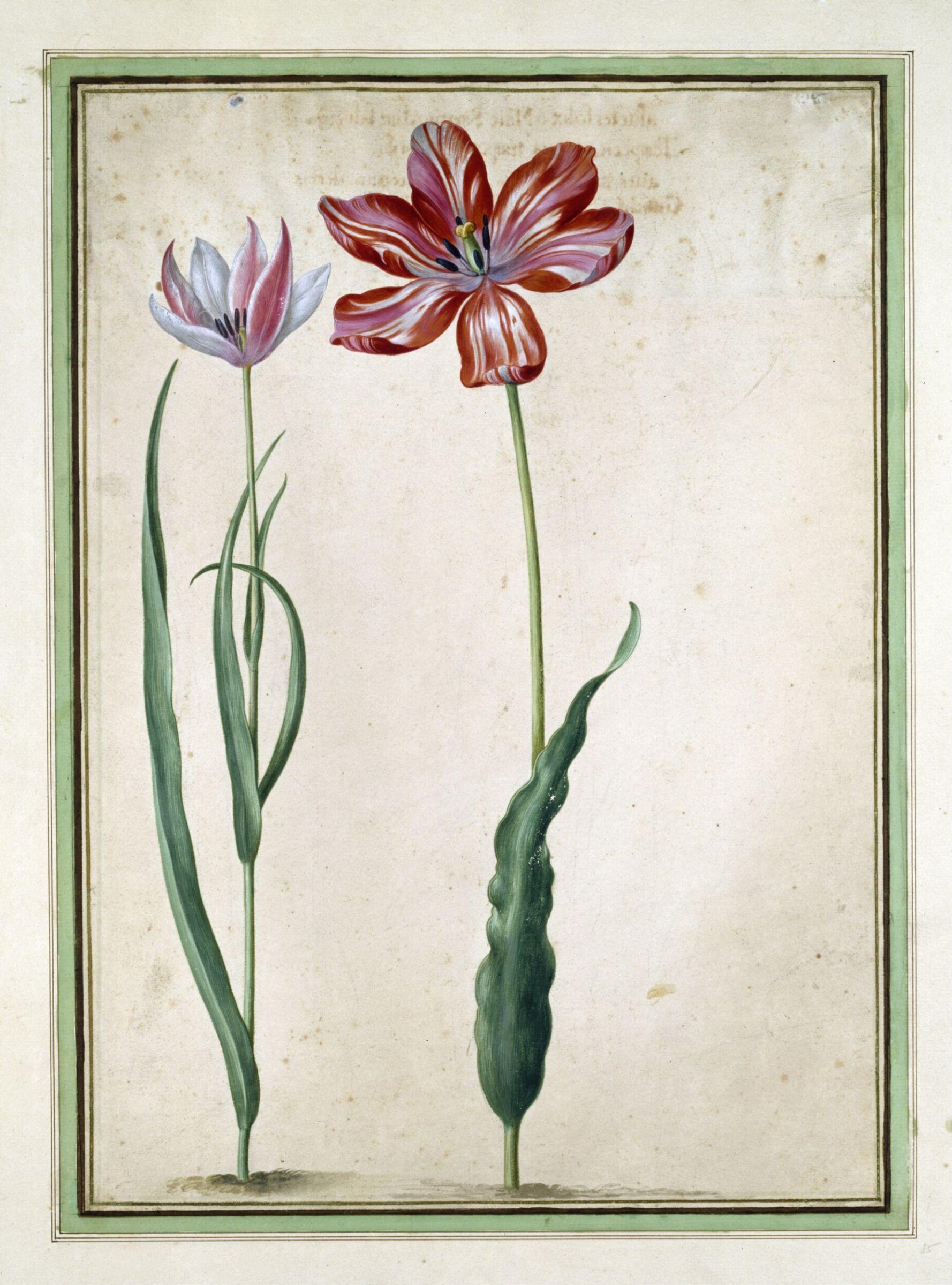 Watercolour, Johann Jakob Walther
