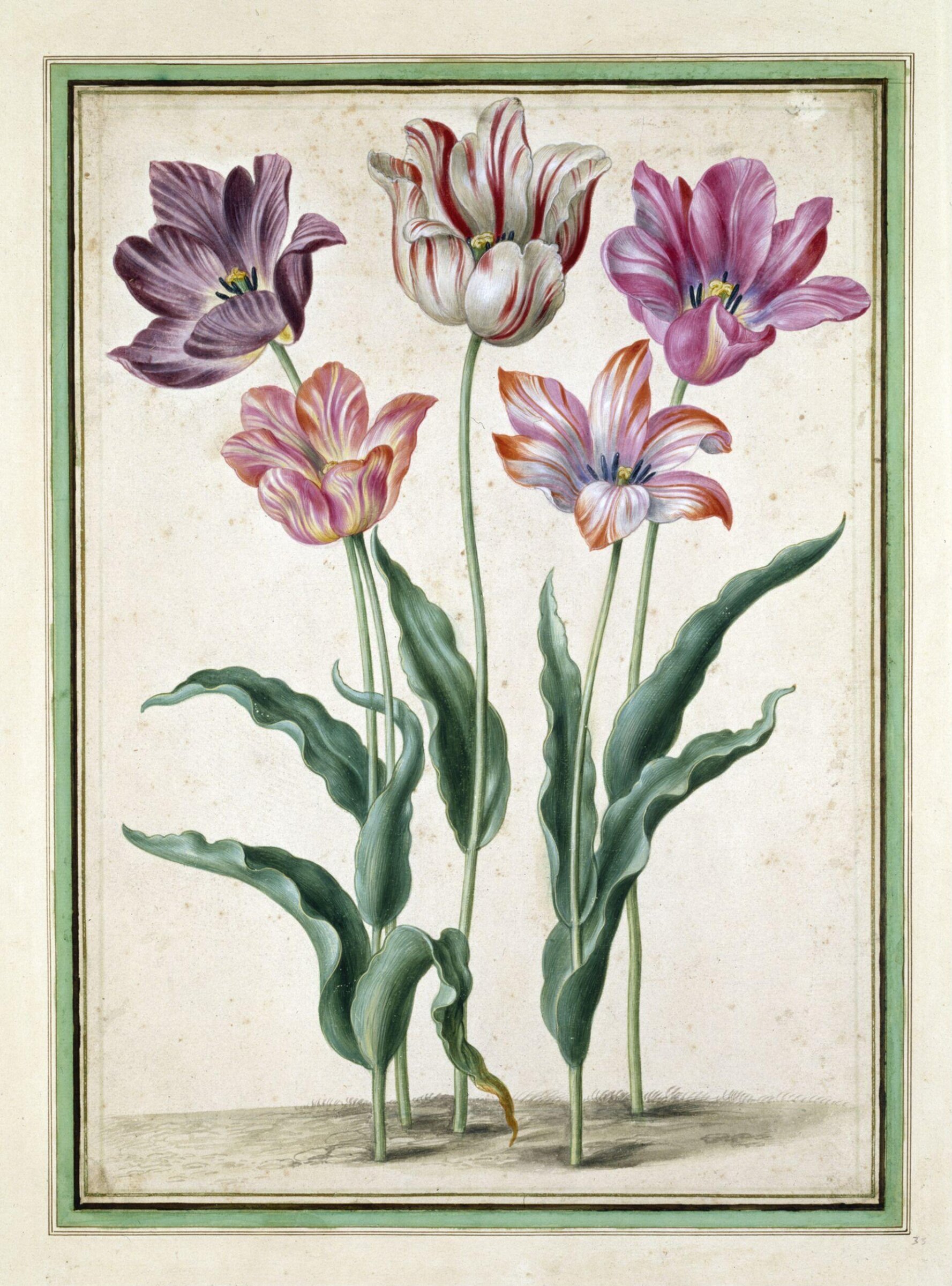 Watercolour, Johann Jakob Walther