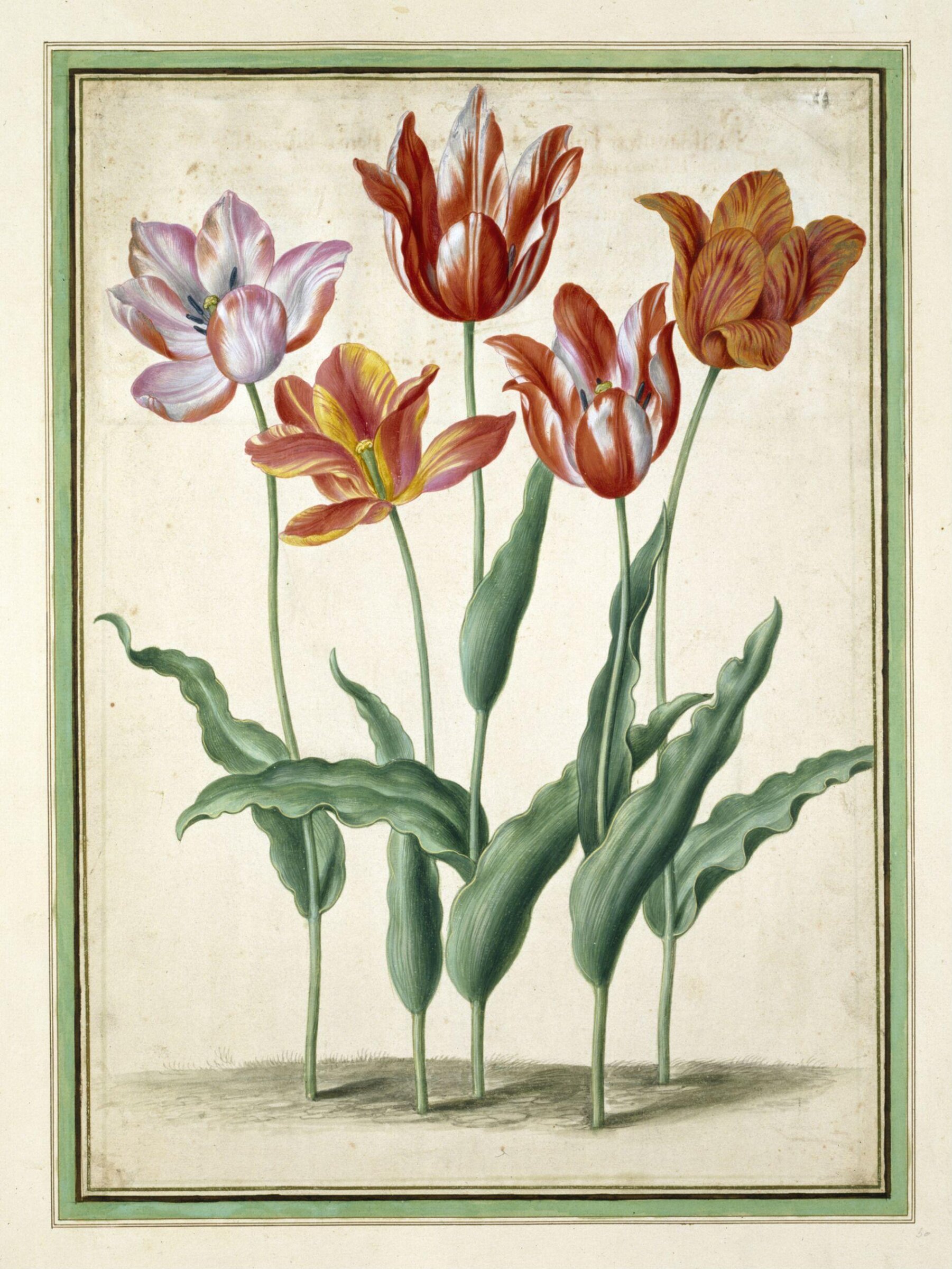 Watercolour, Johann Jakob Walther
