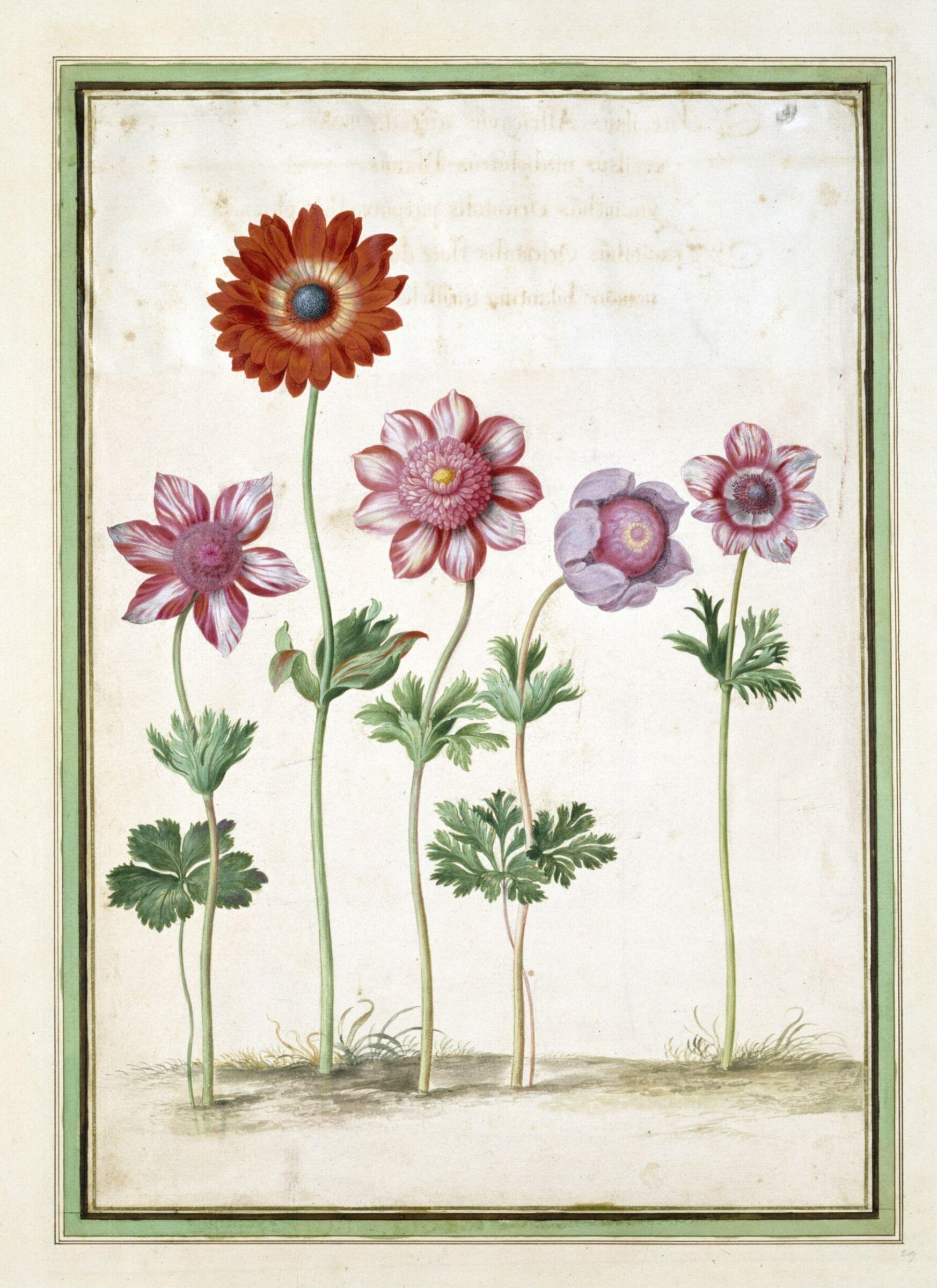 Watercolour, Johann Jakob Walther