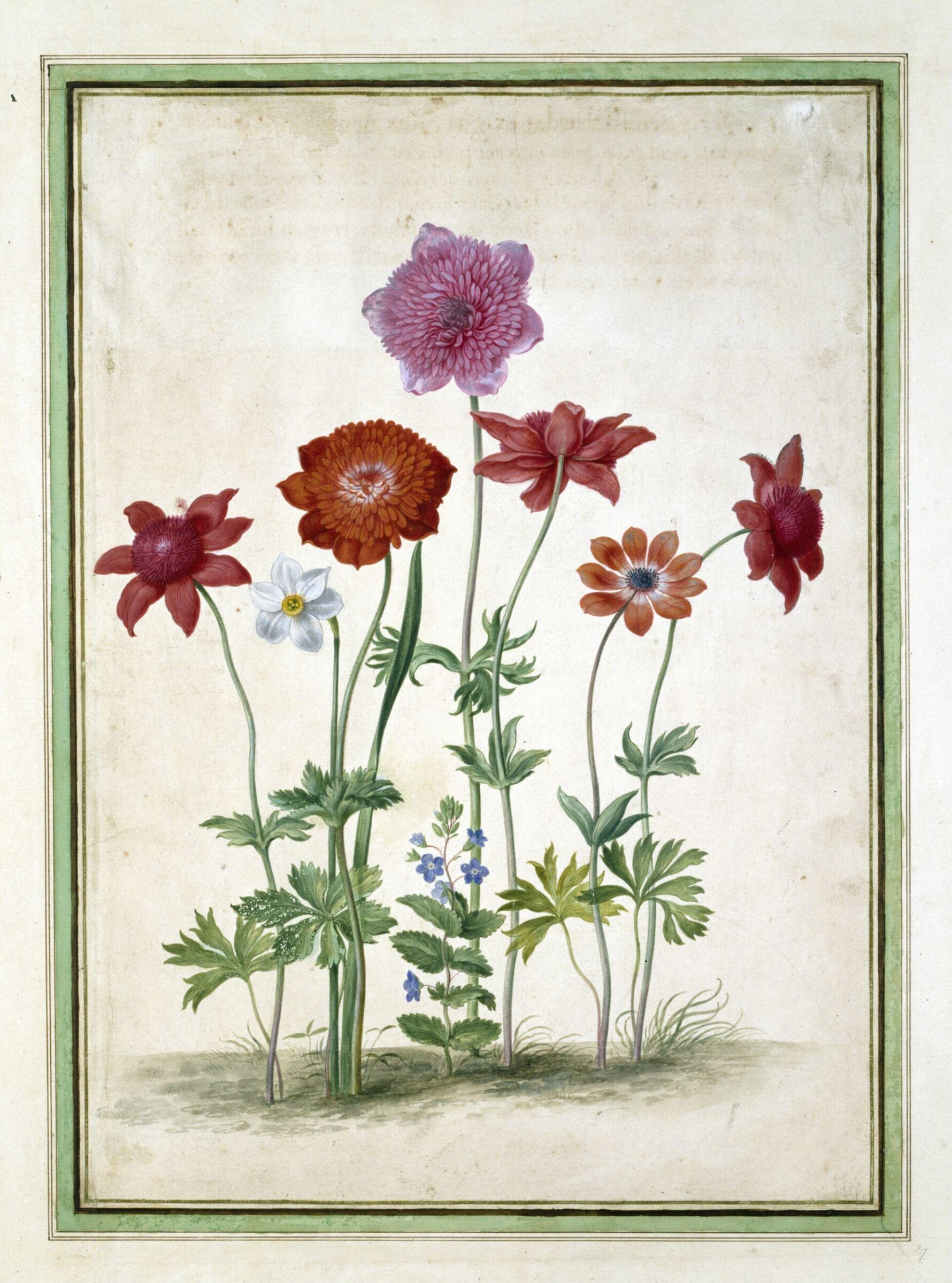 Watercolour, Johann Jakob Walther