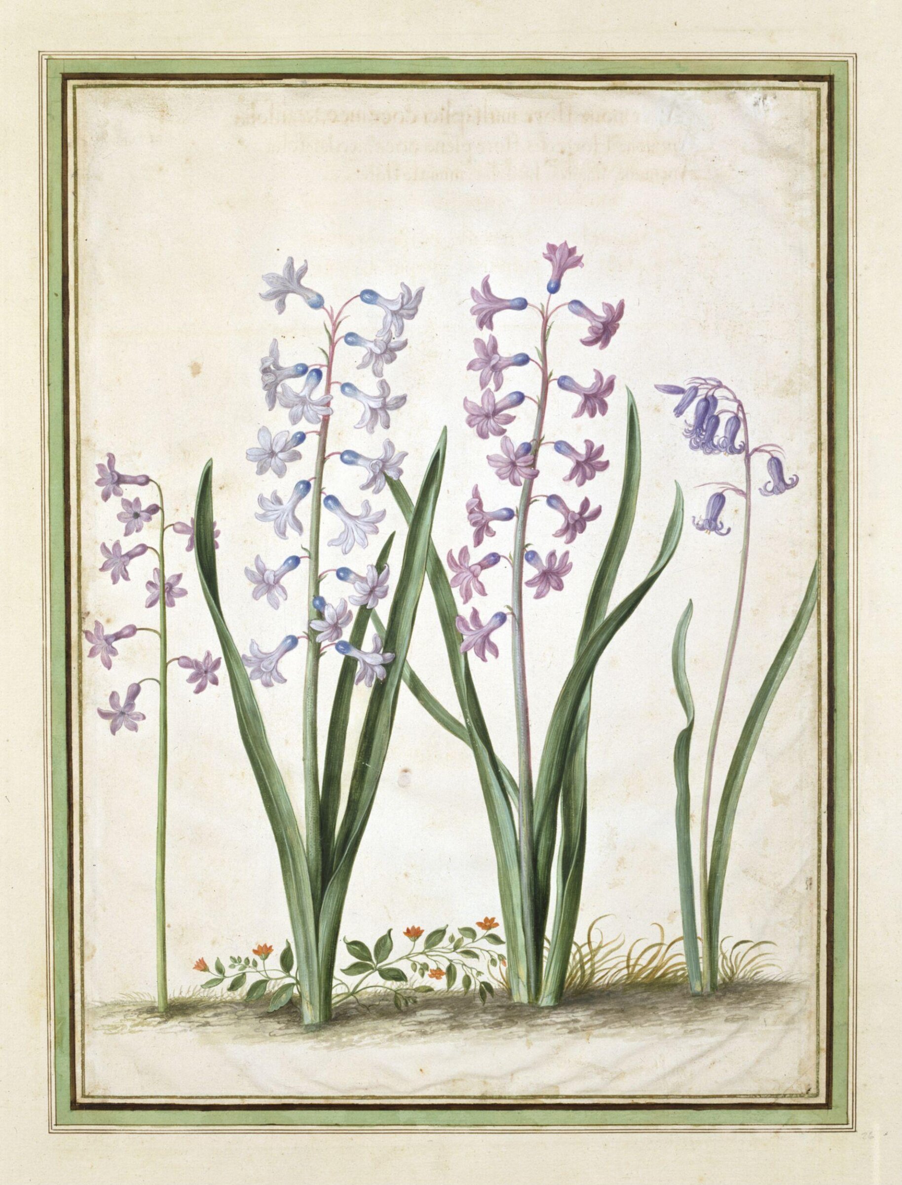 Watercolour, Johann Jakob Walther