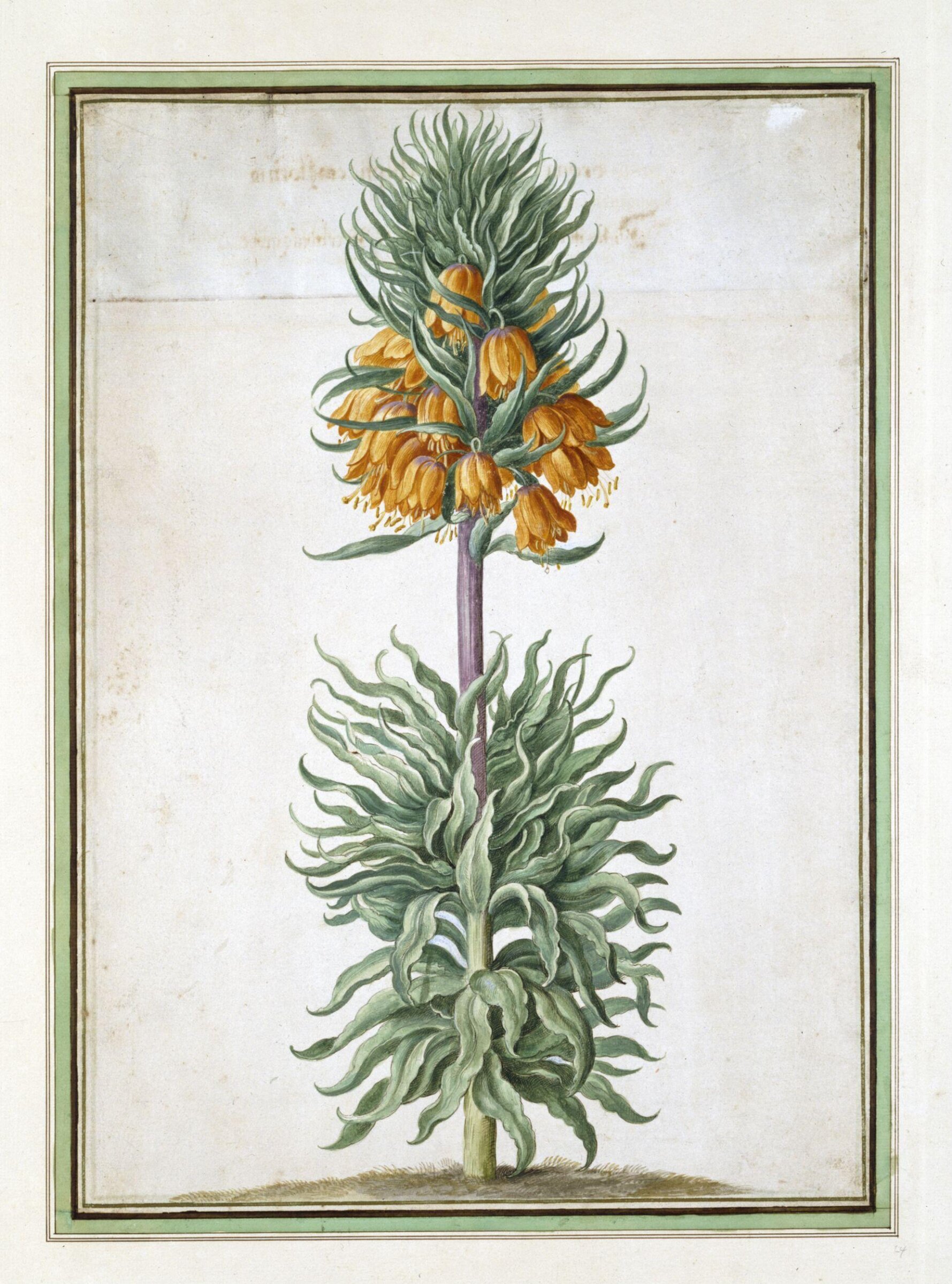 Watercolour, Johann Jakob Walther