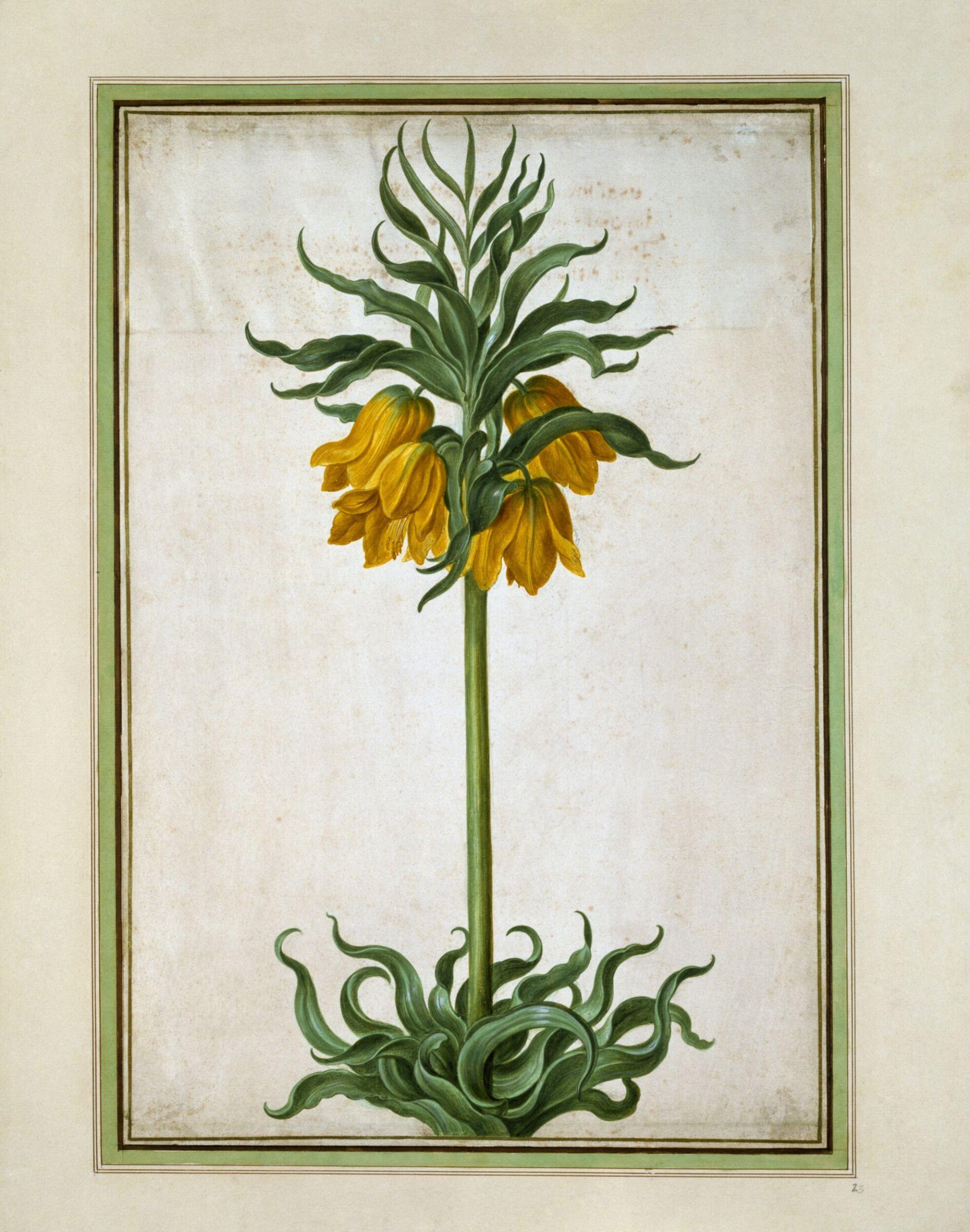 Watercolour, Johann Jakob Walther