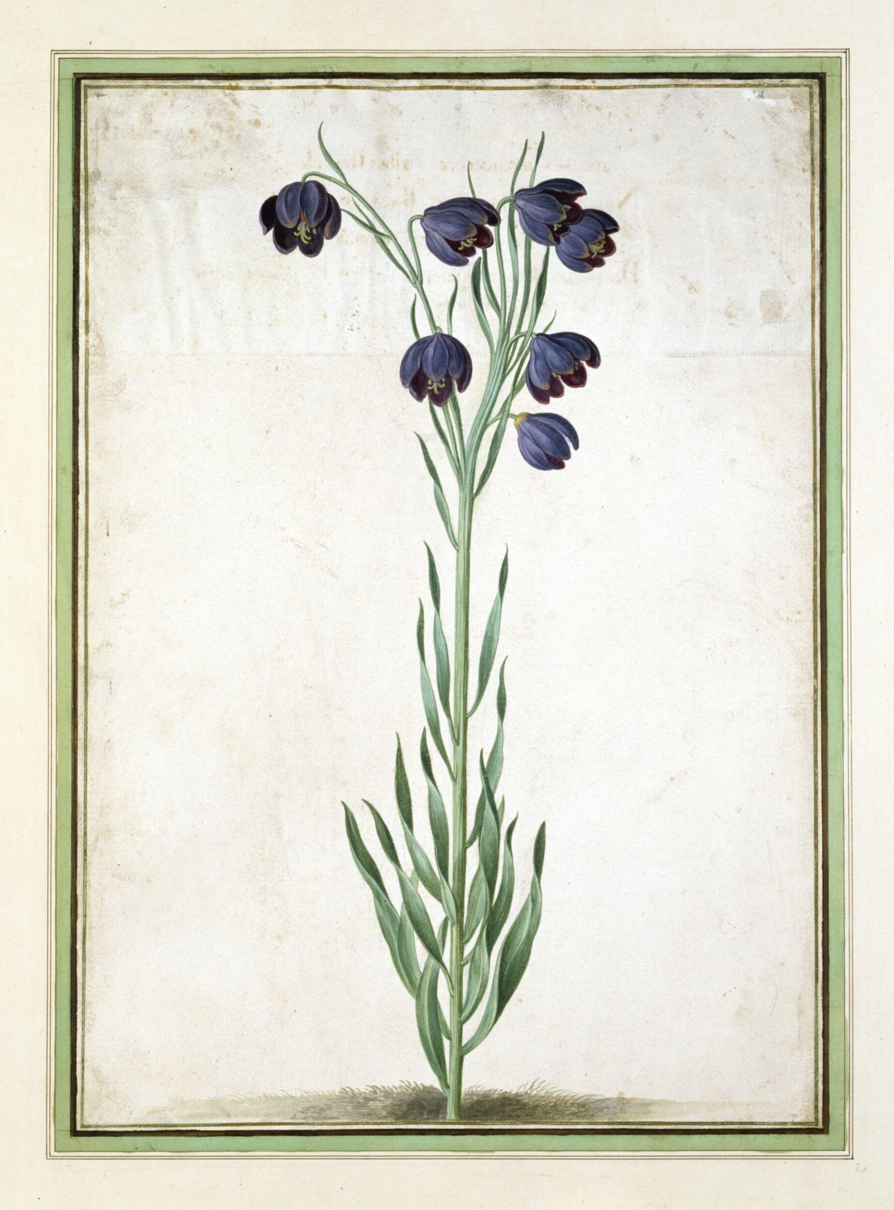 Watercolour, Johann Jakob Walther
