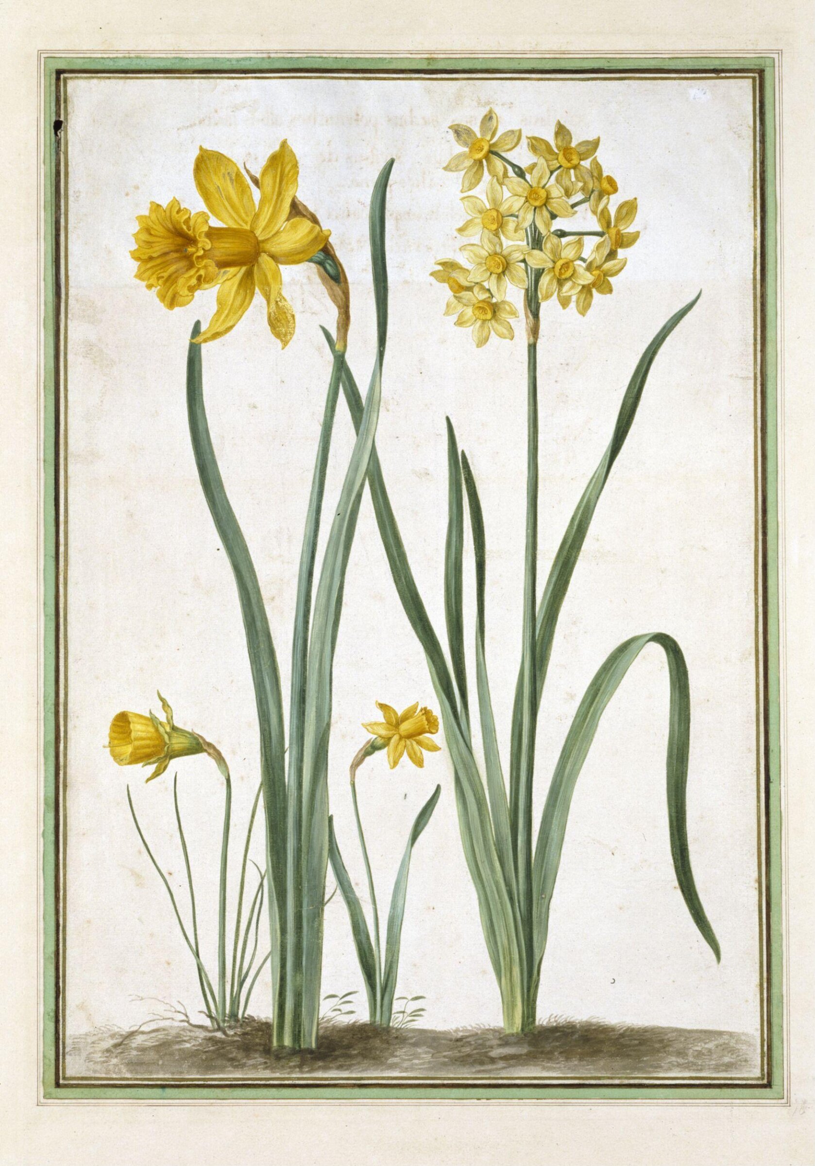 Watercolour, Johann Jakob Walther