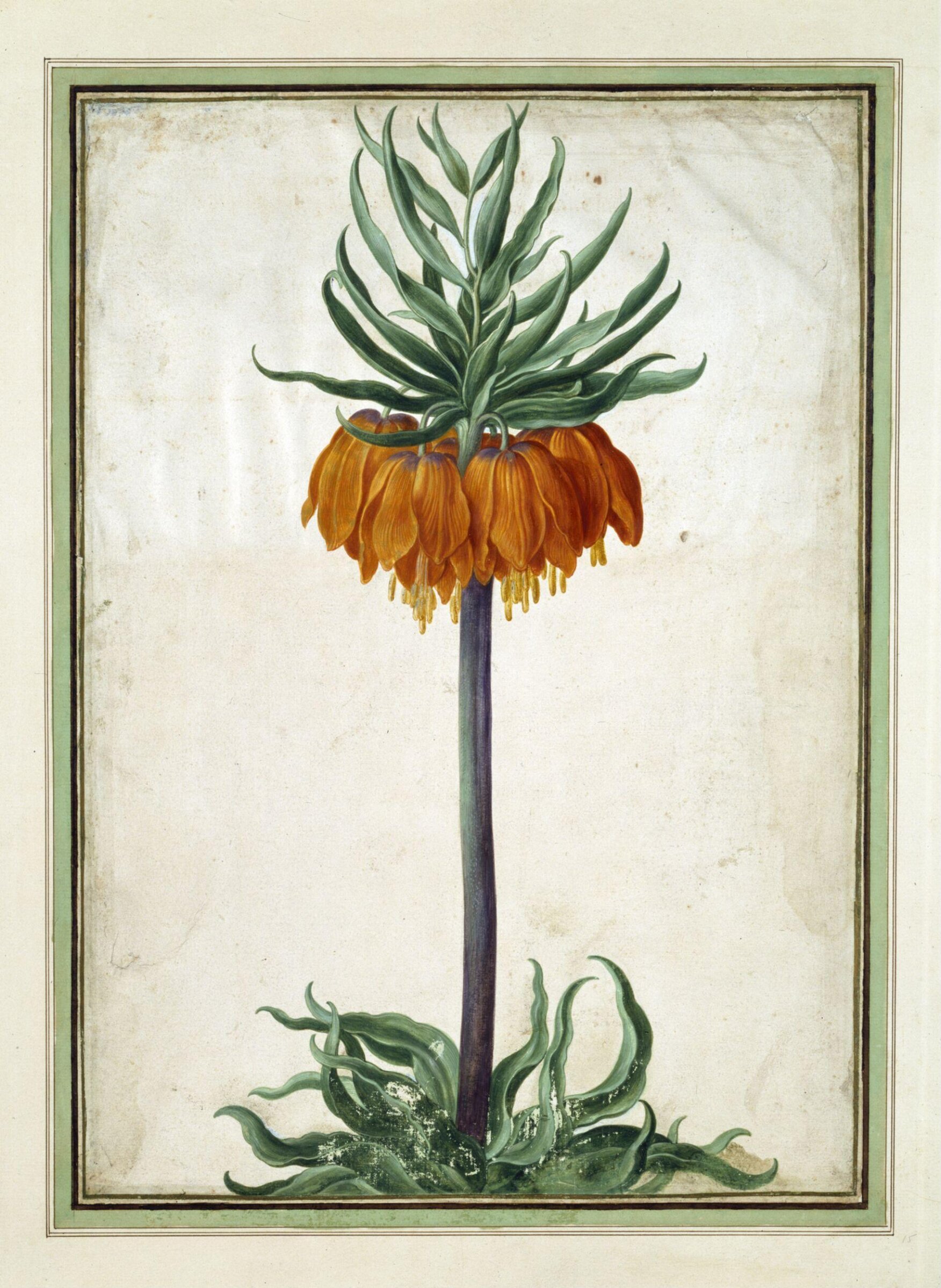 Watercolour, Johann Jakob Walther