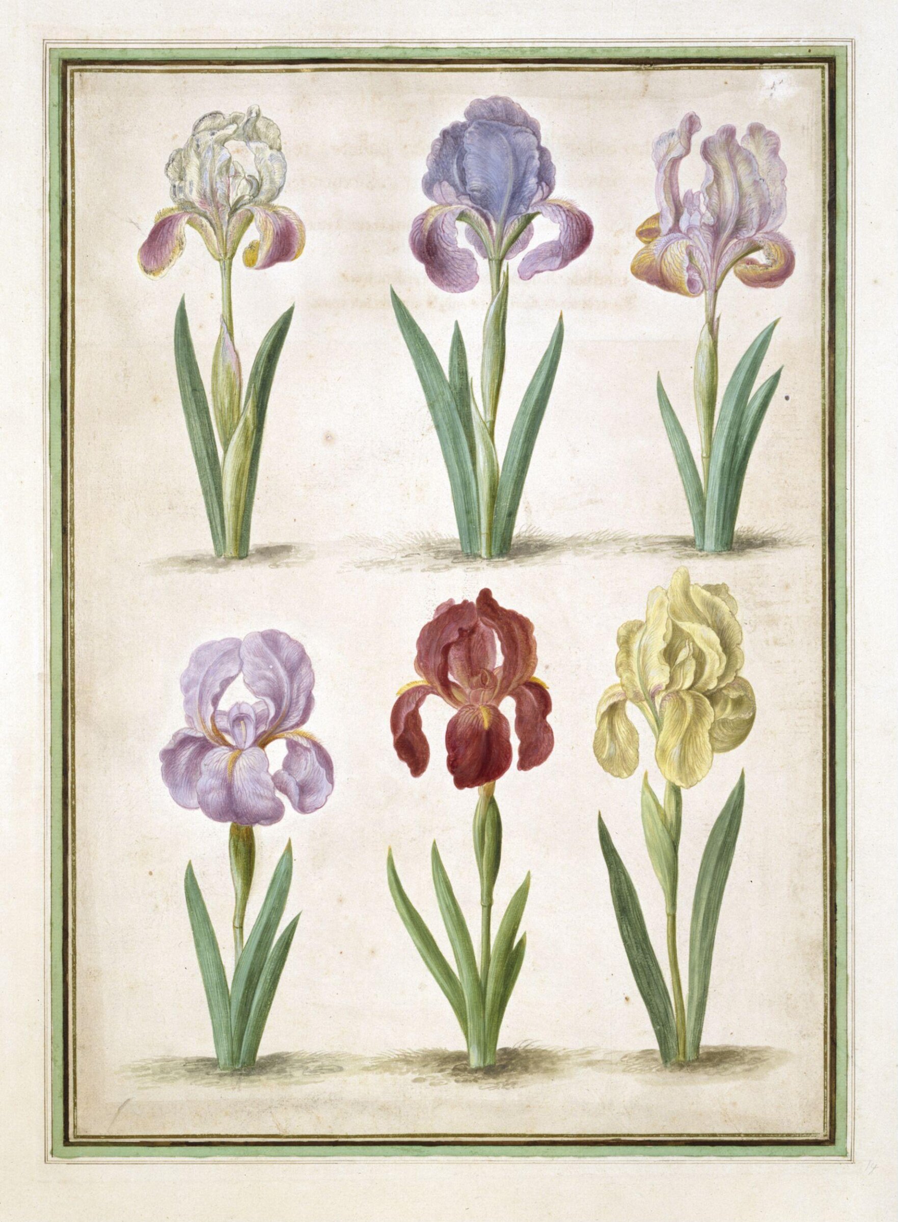 Watercolour, Johann Jakob Walther