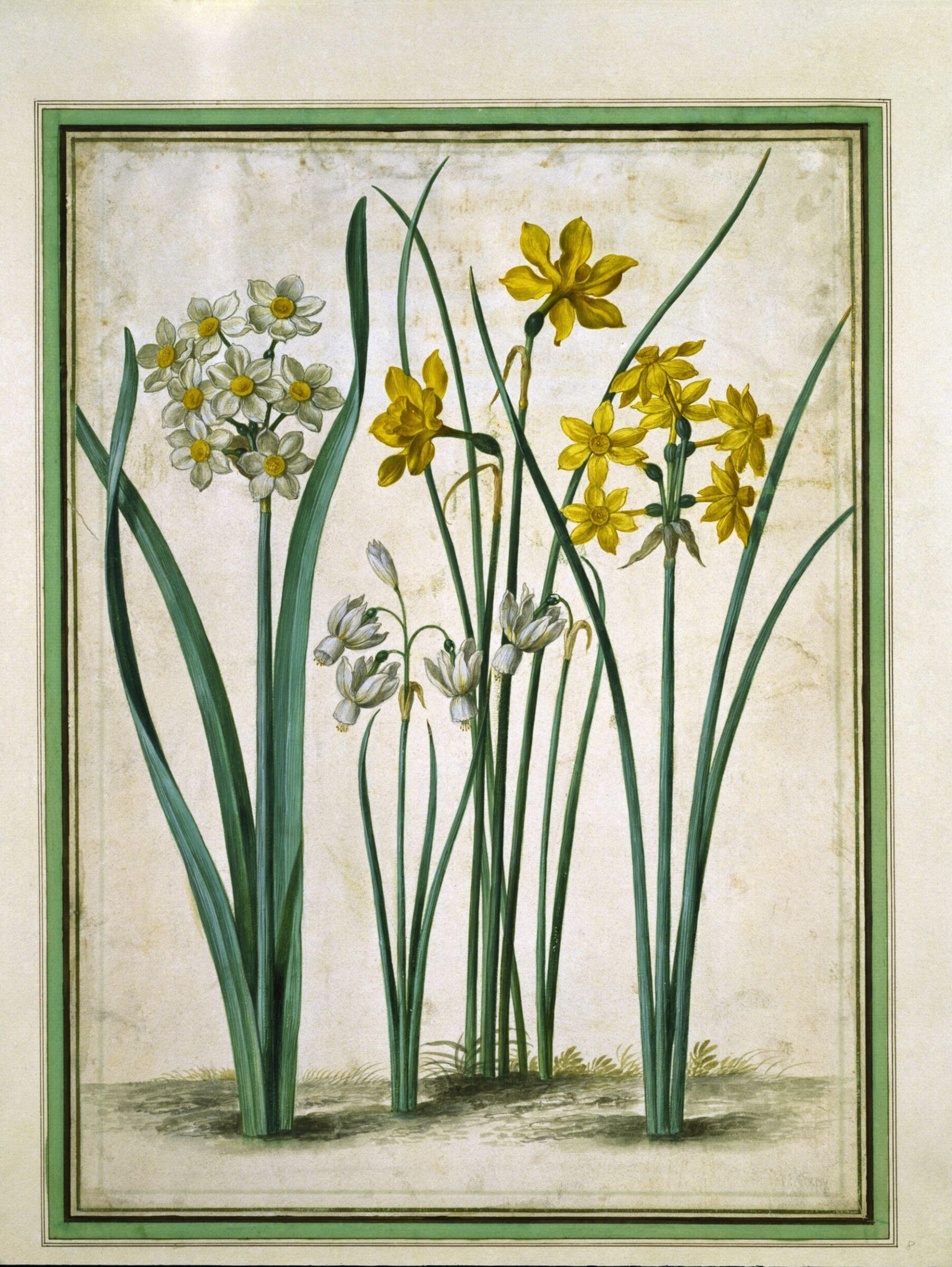 Watercolour, Johann Jakob Walther