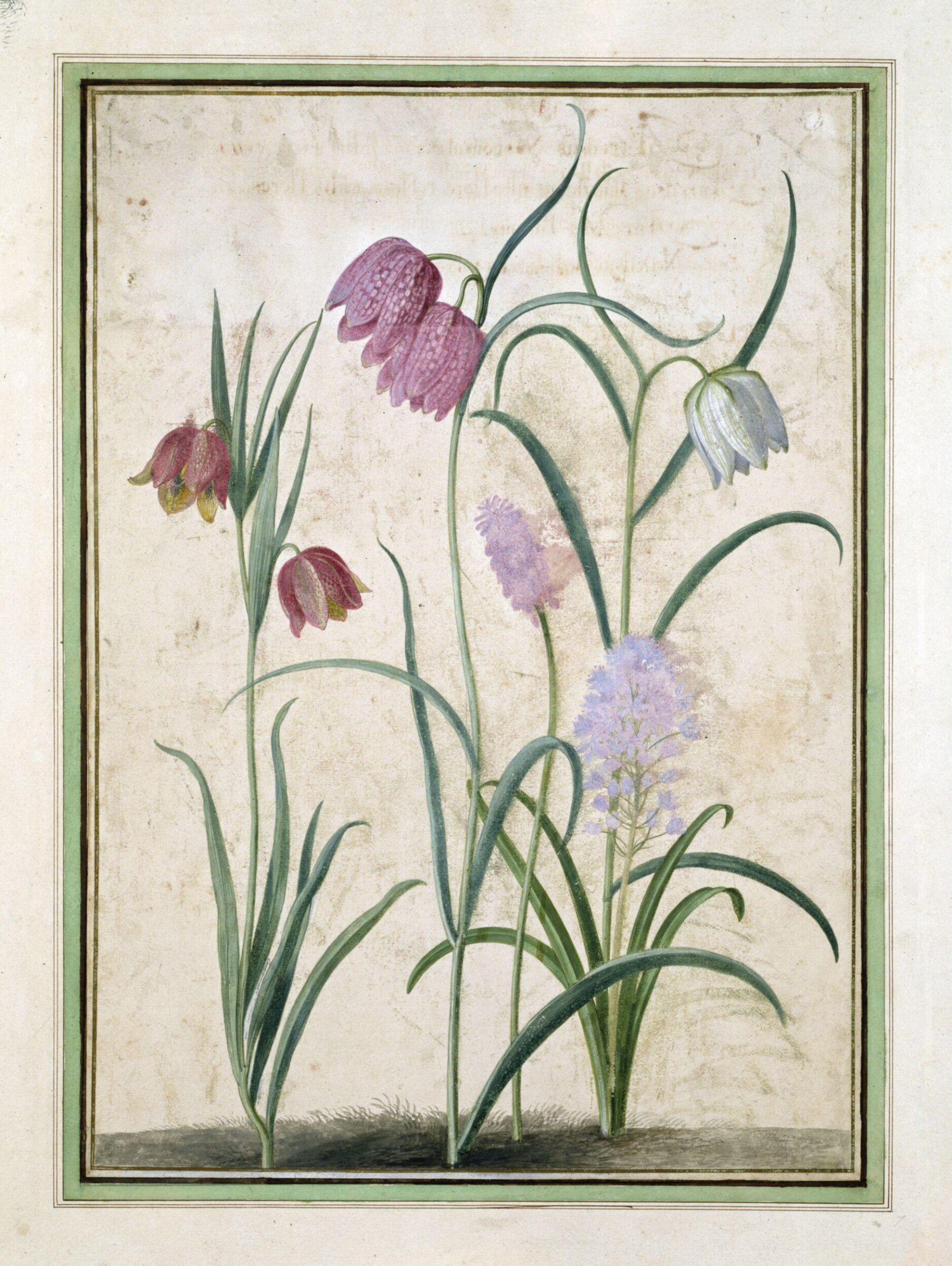 Watercolour, Johann Jakob Walther