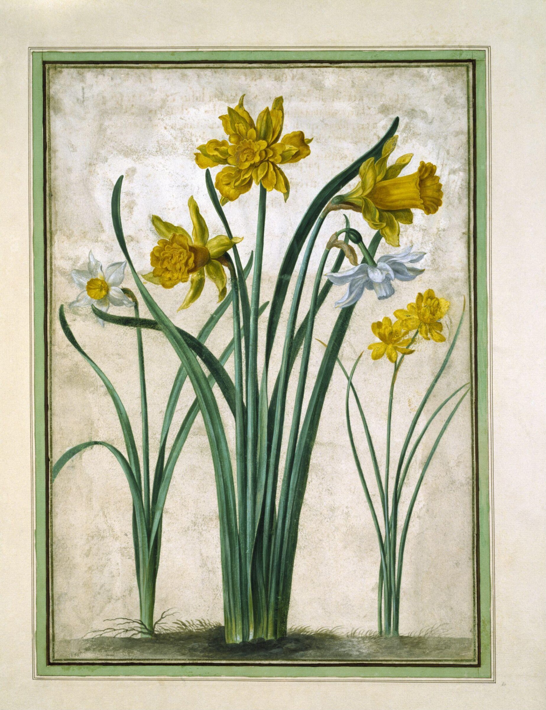 Watercolour, Johann Jakob Walther