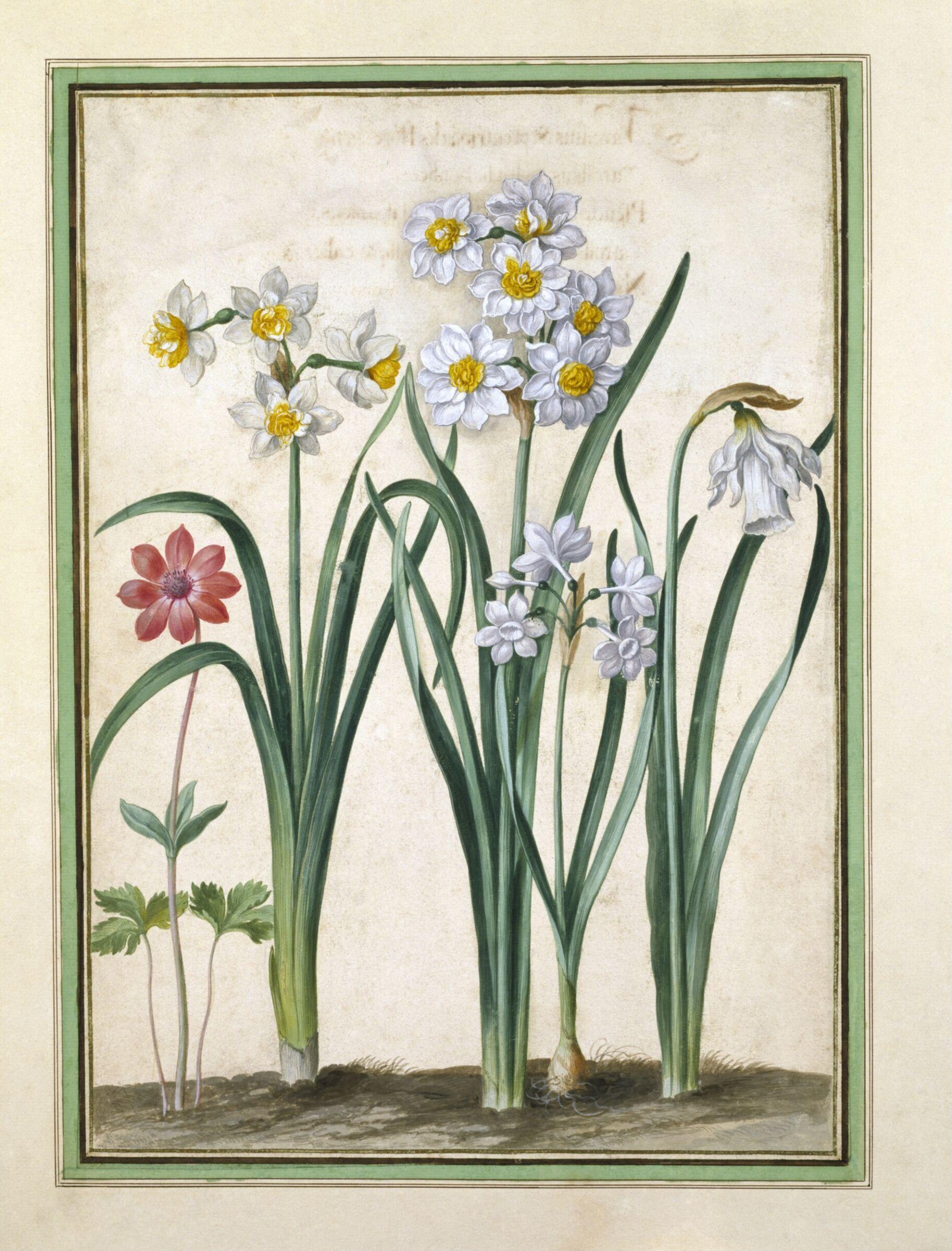 Watercolour, Johann Jakob Walther