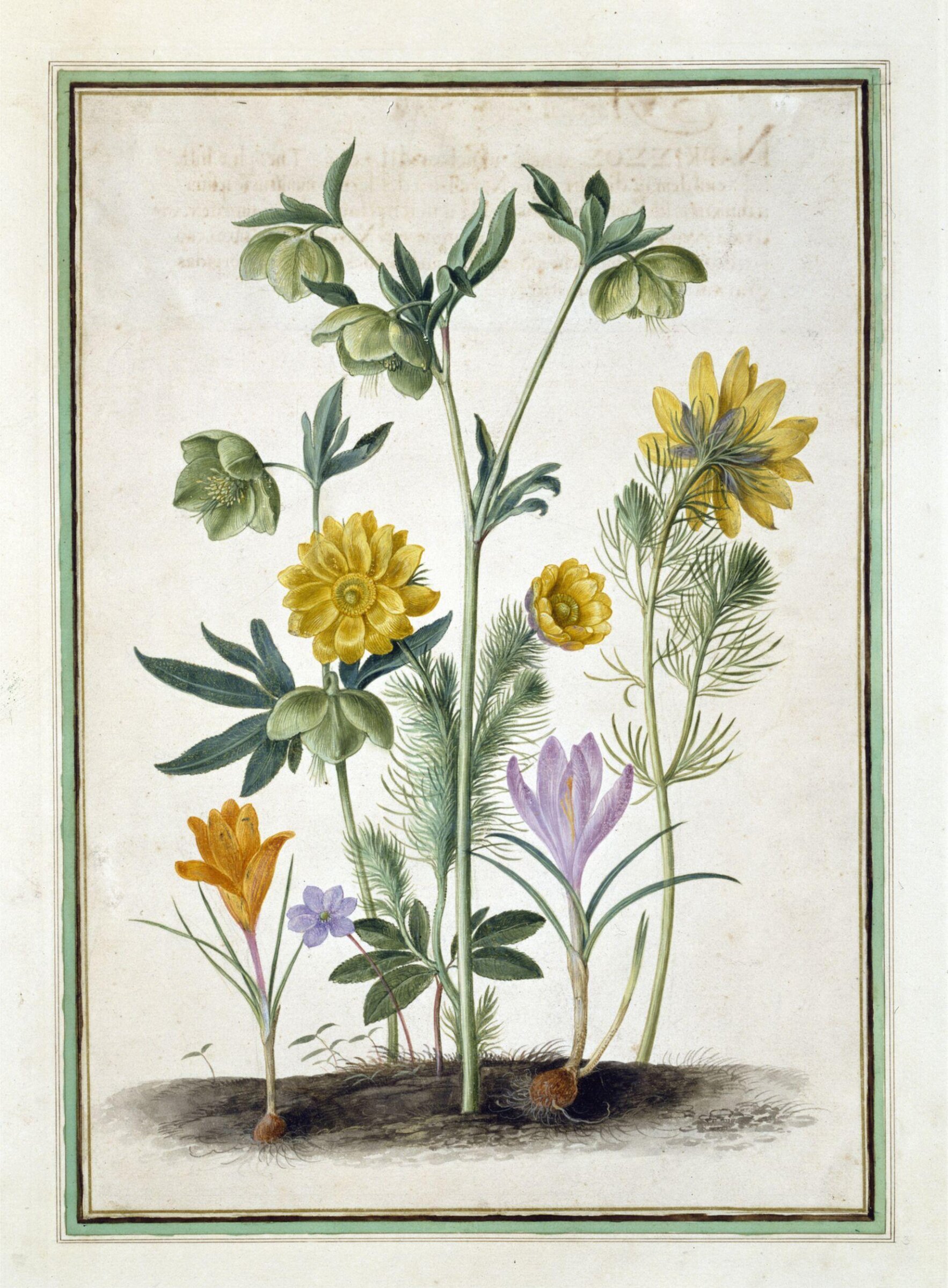Watercolour, Johann Jakob Walther