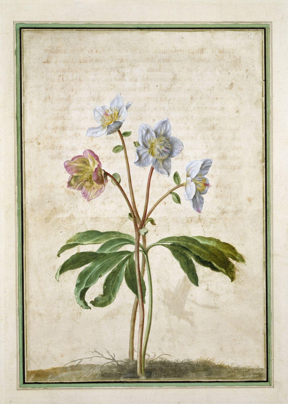 Watercolour, Johann Jakob Walther